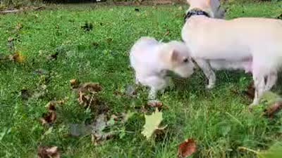 Millie, a female Chihuahua and Yorkshire Terrier for sale in Nashua, NH – 2 of 10