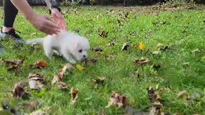 Buddy, a male Chihuahua and Yorkshire Terrier for sale in Nashua, NH – 2 of 10