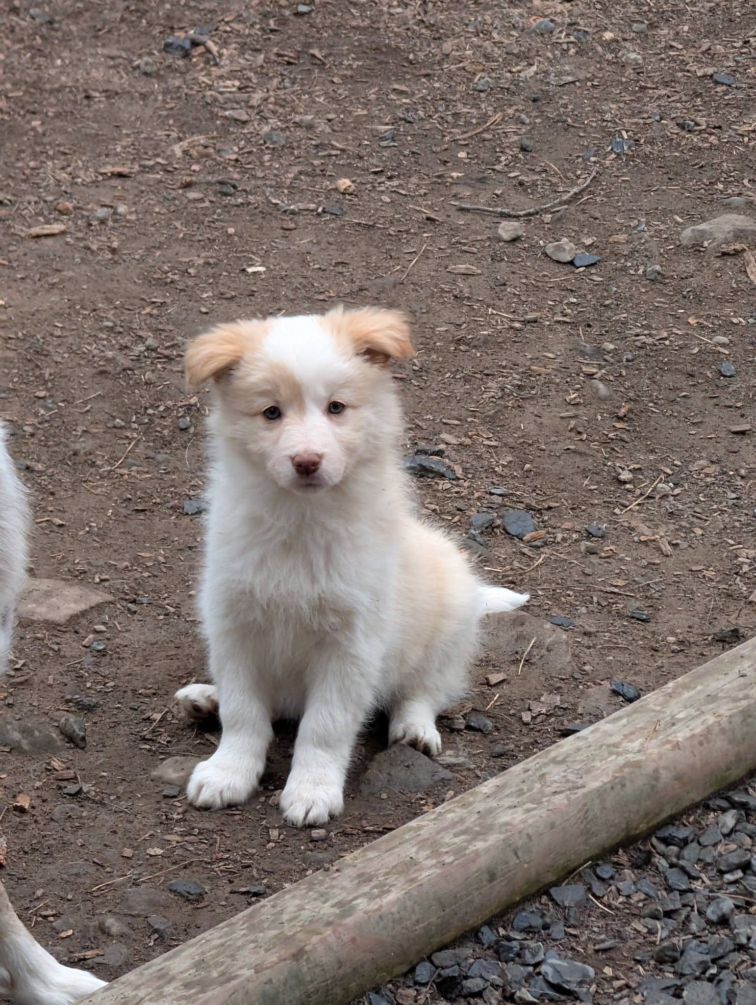 Female 2 – Border Collie puppy for sale in Hawley, PA