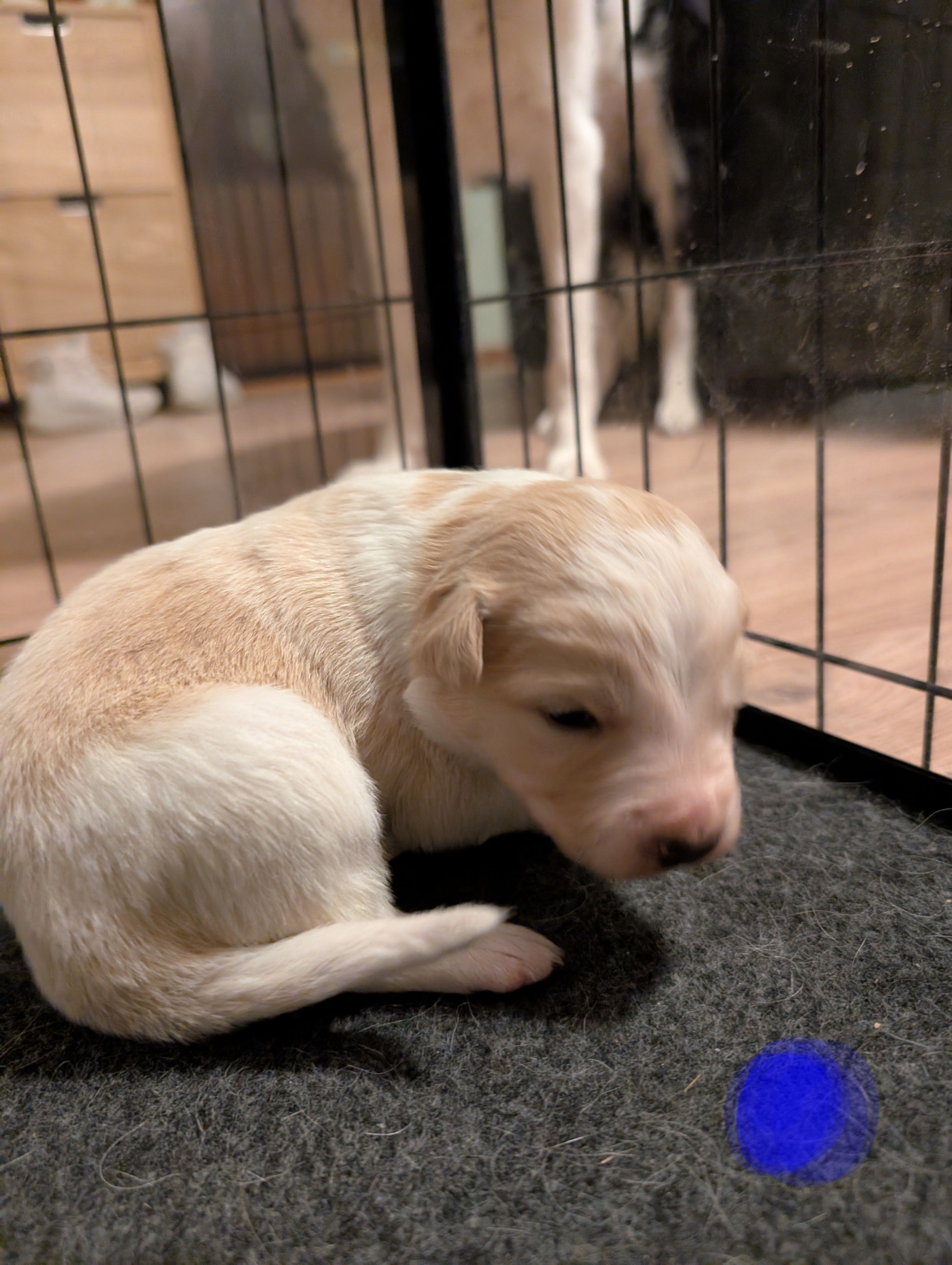 Male 1 – Border Collie puppy for sale in Hawley, PA