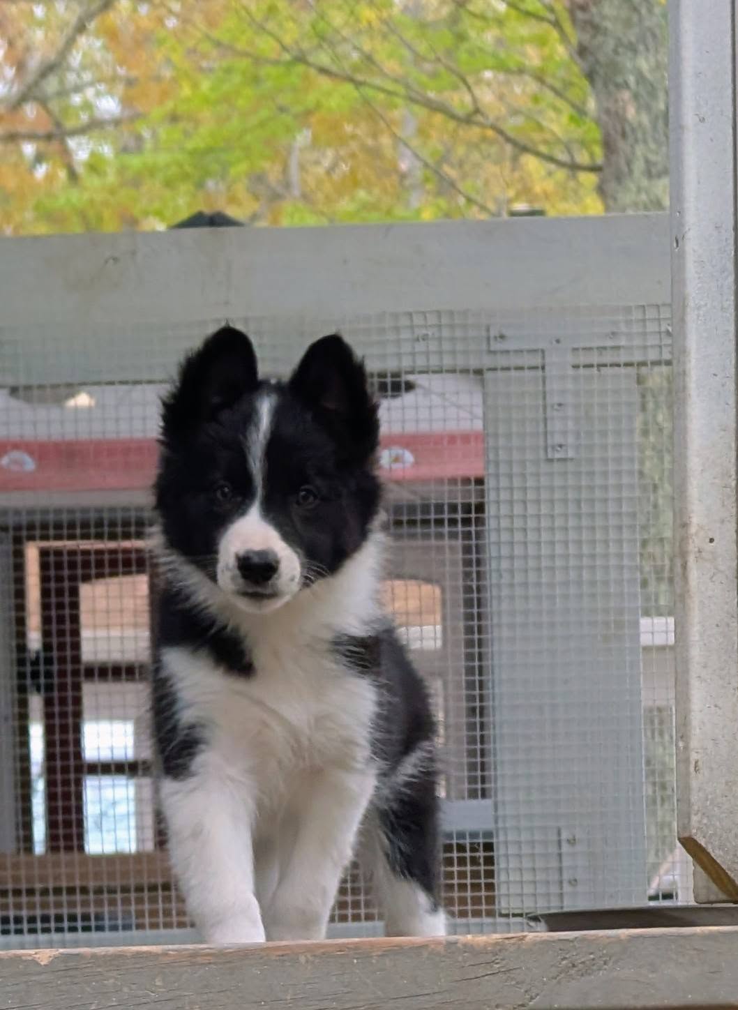 Male 2 – Border Collie puppy for sale in Hawley, PA