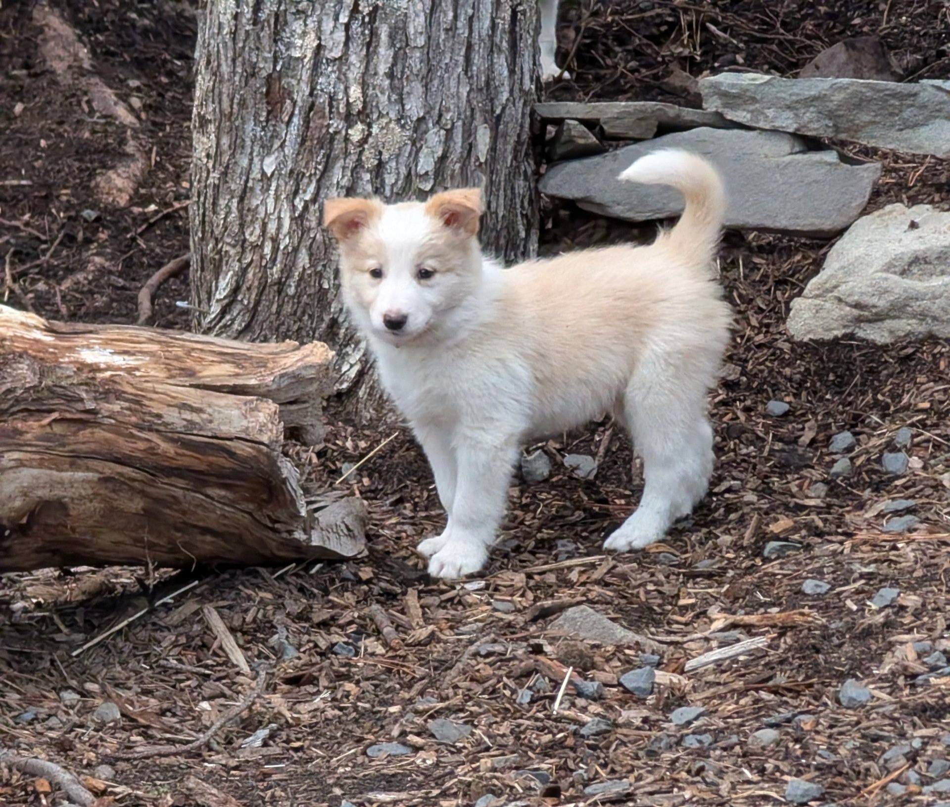 Male 3 – Border Collie puppy for sale in Hawley, PA