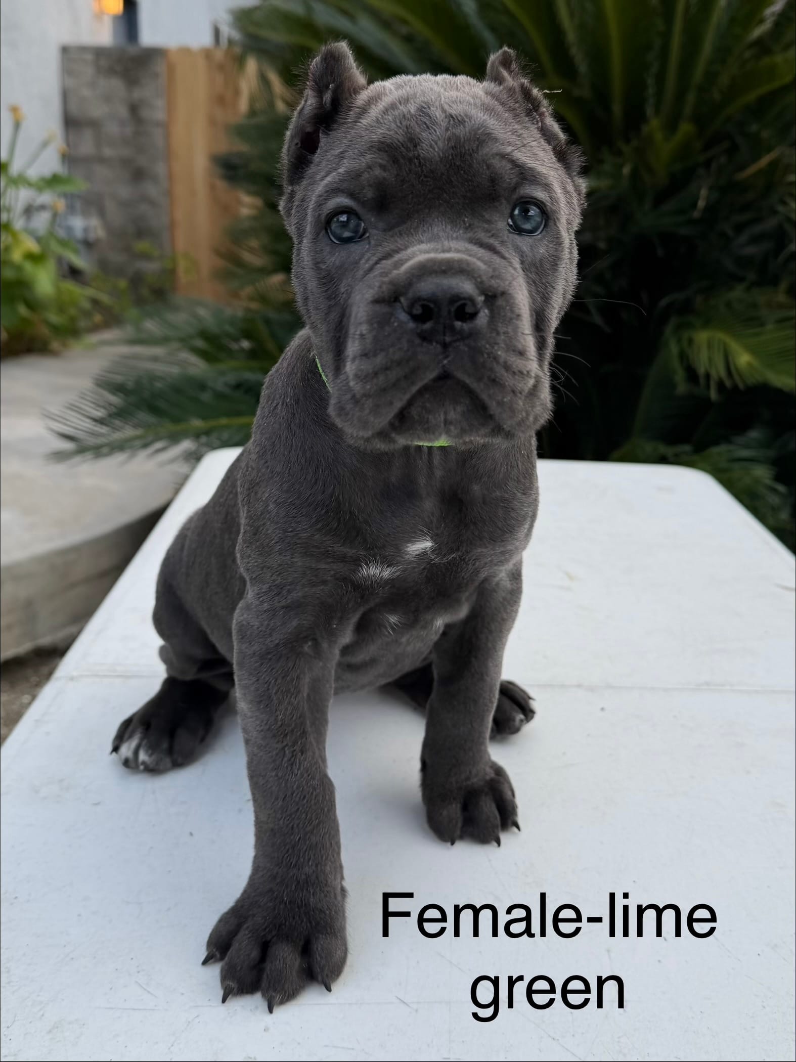 Lime green collar – Cane Corso puppy for sale in Riverside, CA