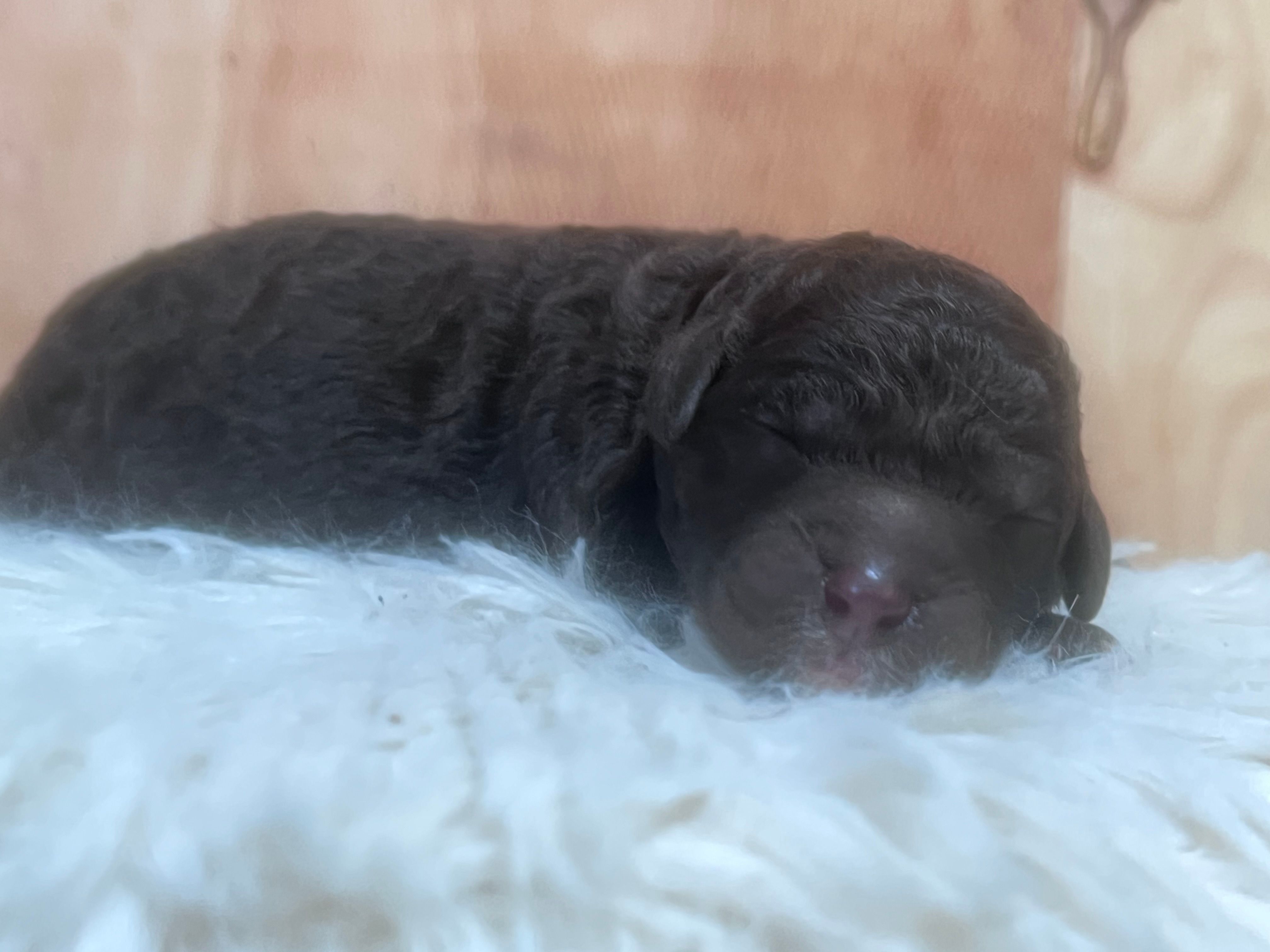 Brownie – Goldendoodle, Poodle - Standard  puppy for sale in Fredericksburg, VA