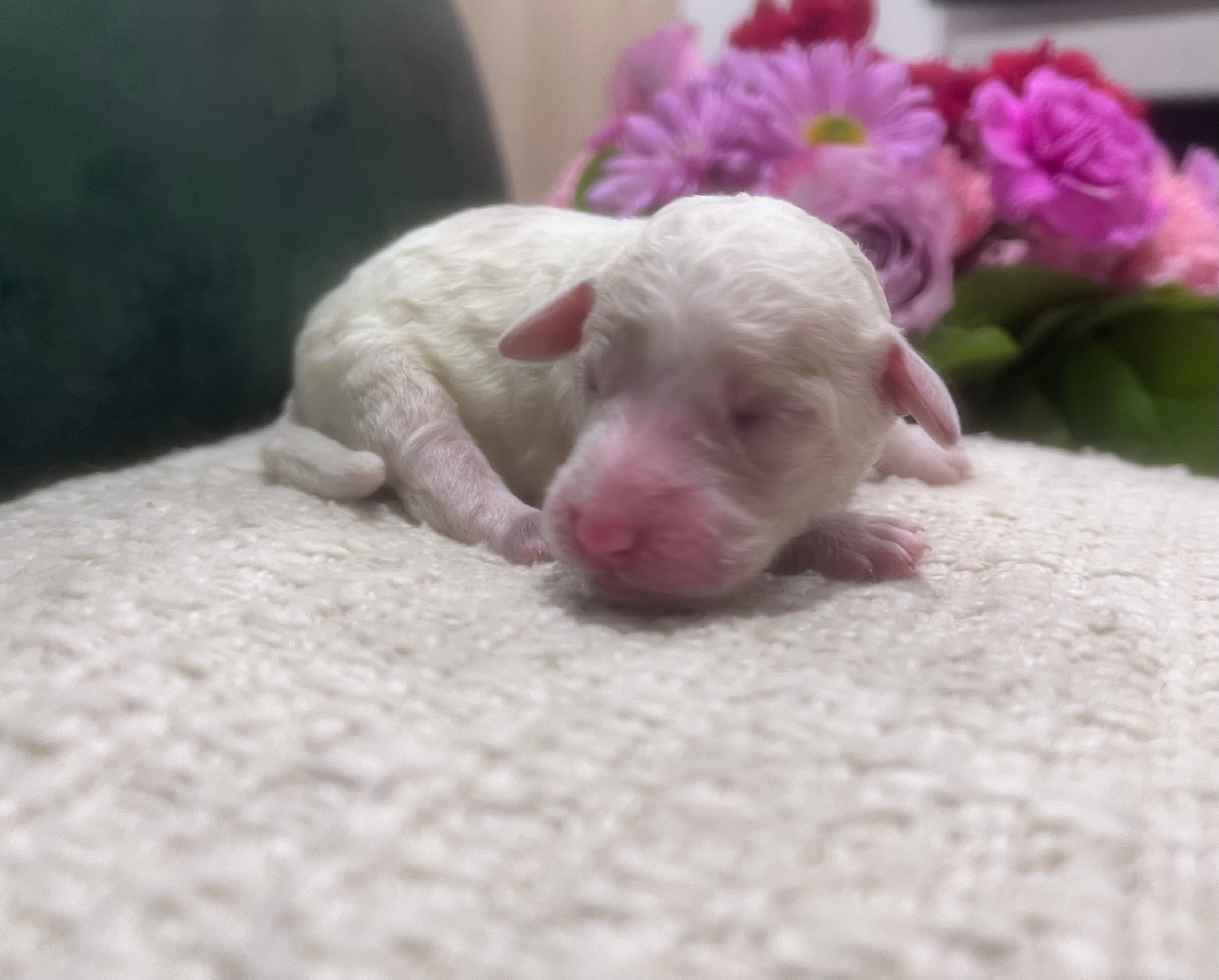 Sky – Goldendoodle, Poodle - Standard  puppy for sale in Fredericksburg, VA