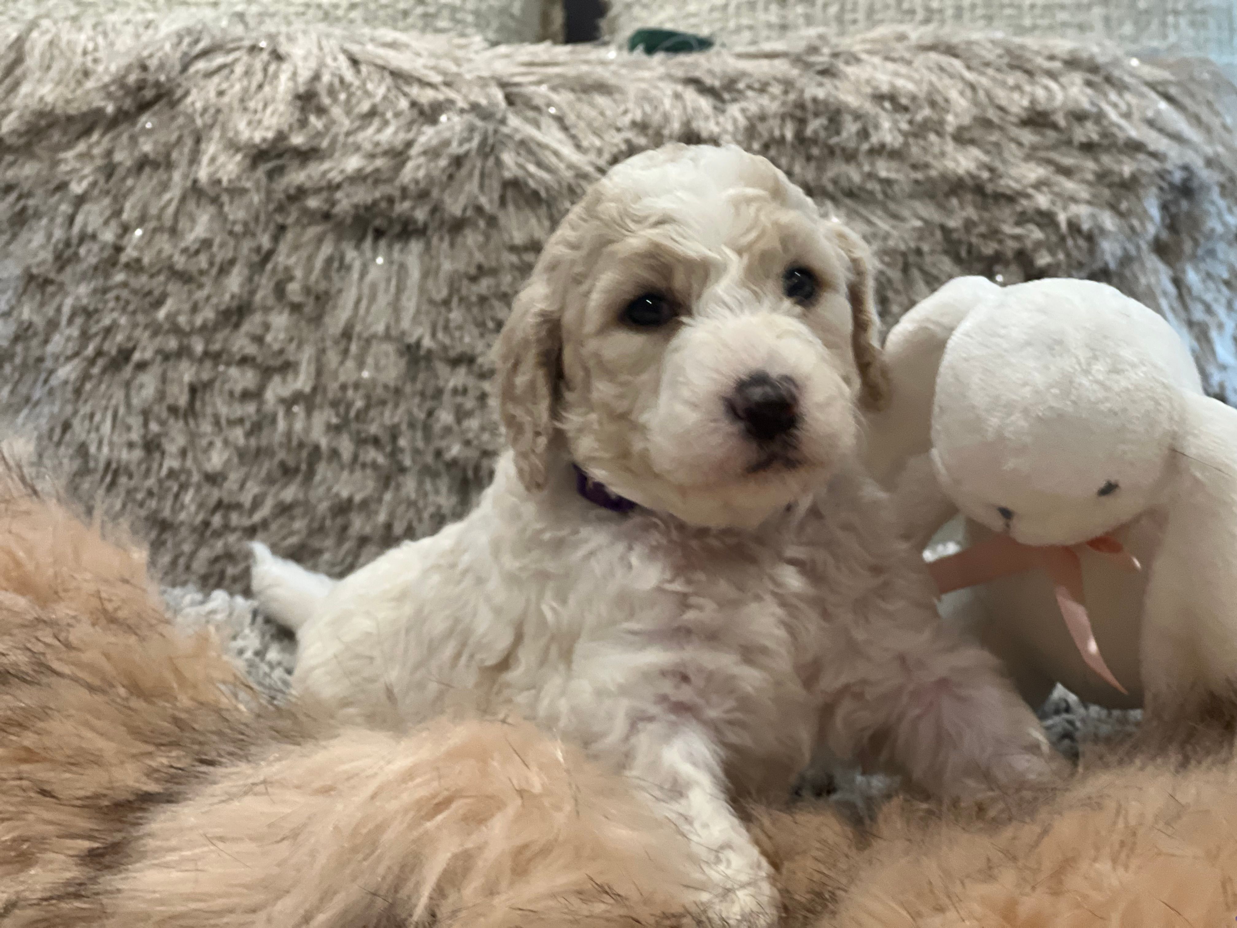 Bubbles – Goldendoodle, Poodle - Standard  puppy for sale in Fredericksburg, VA