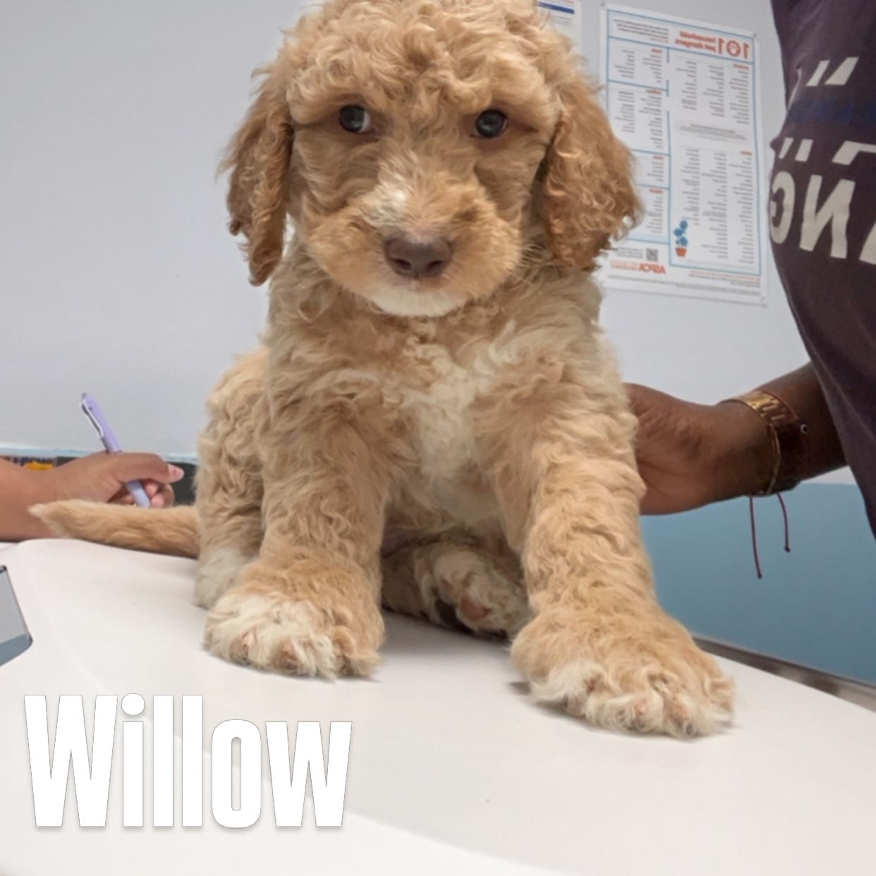 Willow  – Goldendoodle, Poodle - Standard  puppy for sale in Fredericksburg, VA