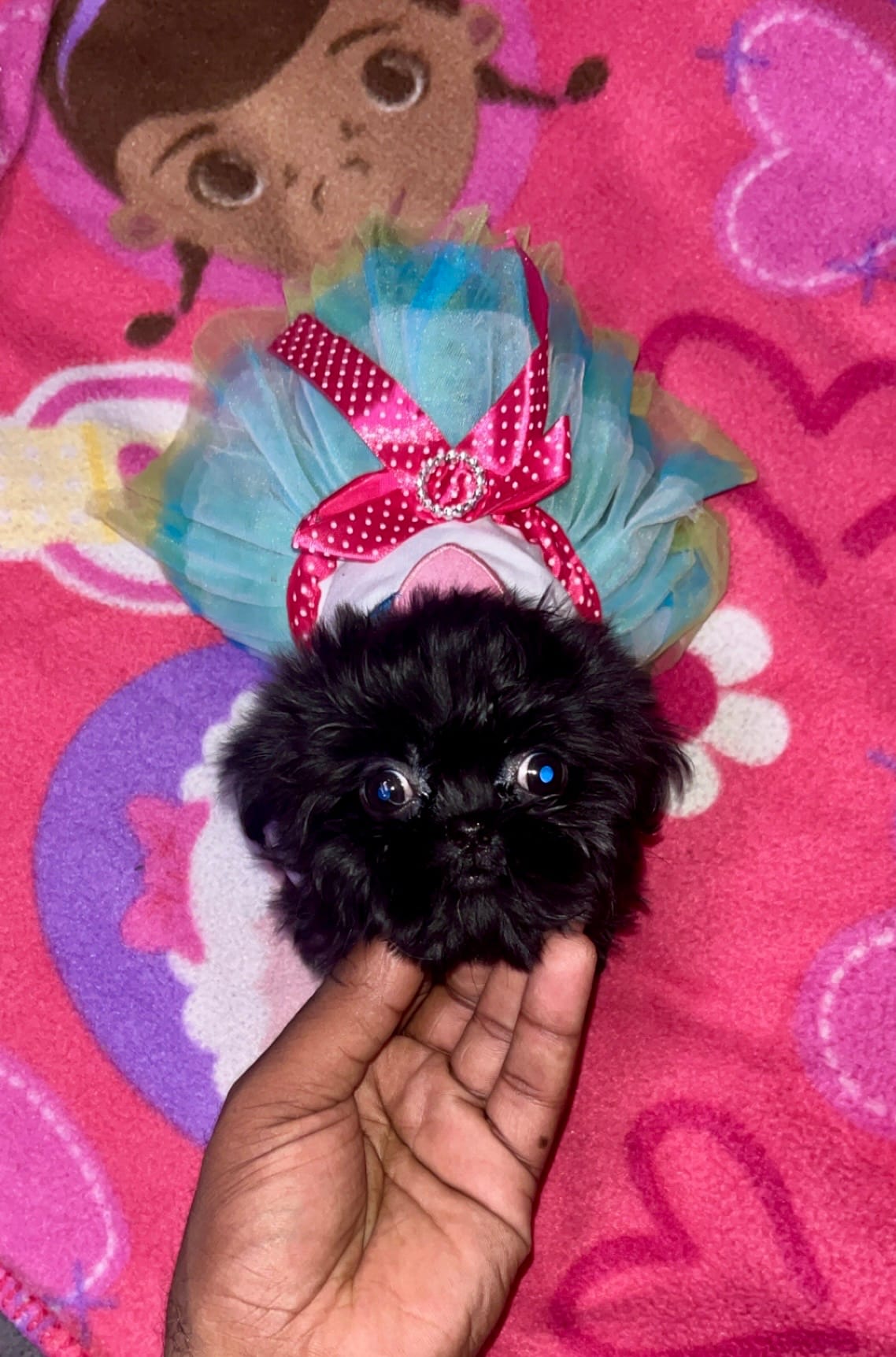 Oreo – Shih Tzu puppy for sale in Houston, TX