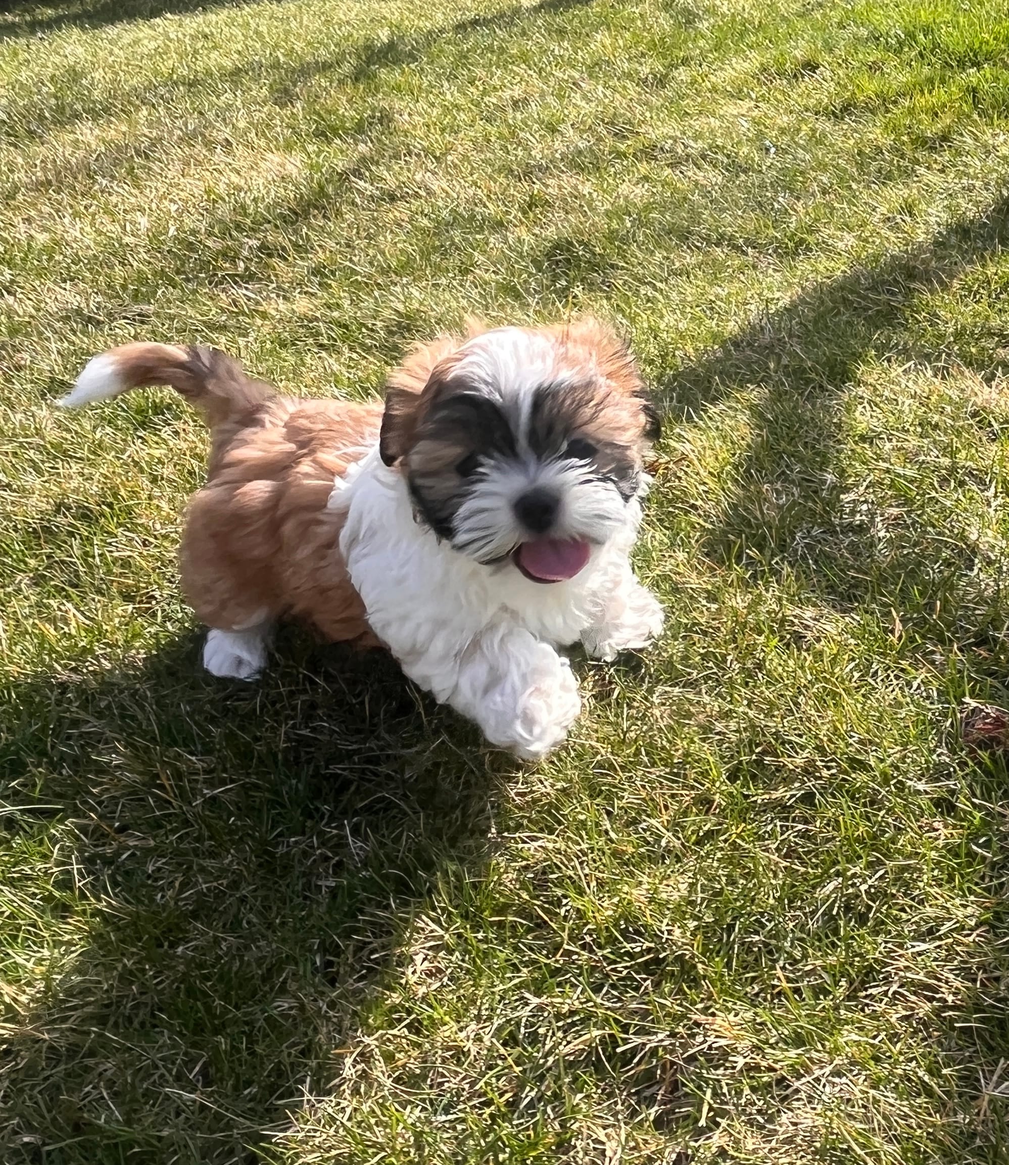 Boy Millo – Shih Tzu puppy for sale in West Chicago, IL
