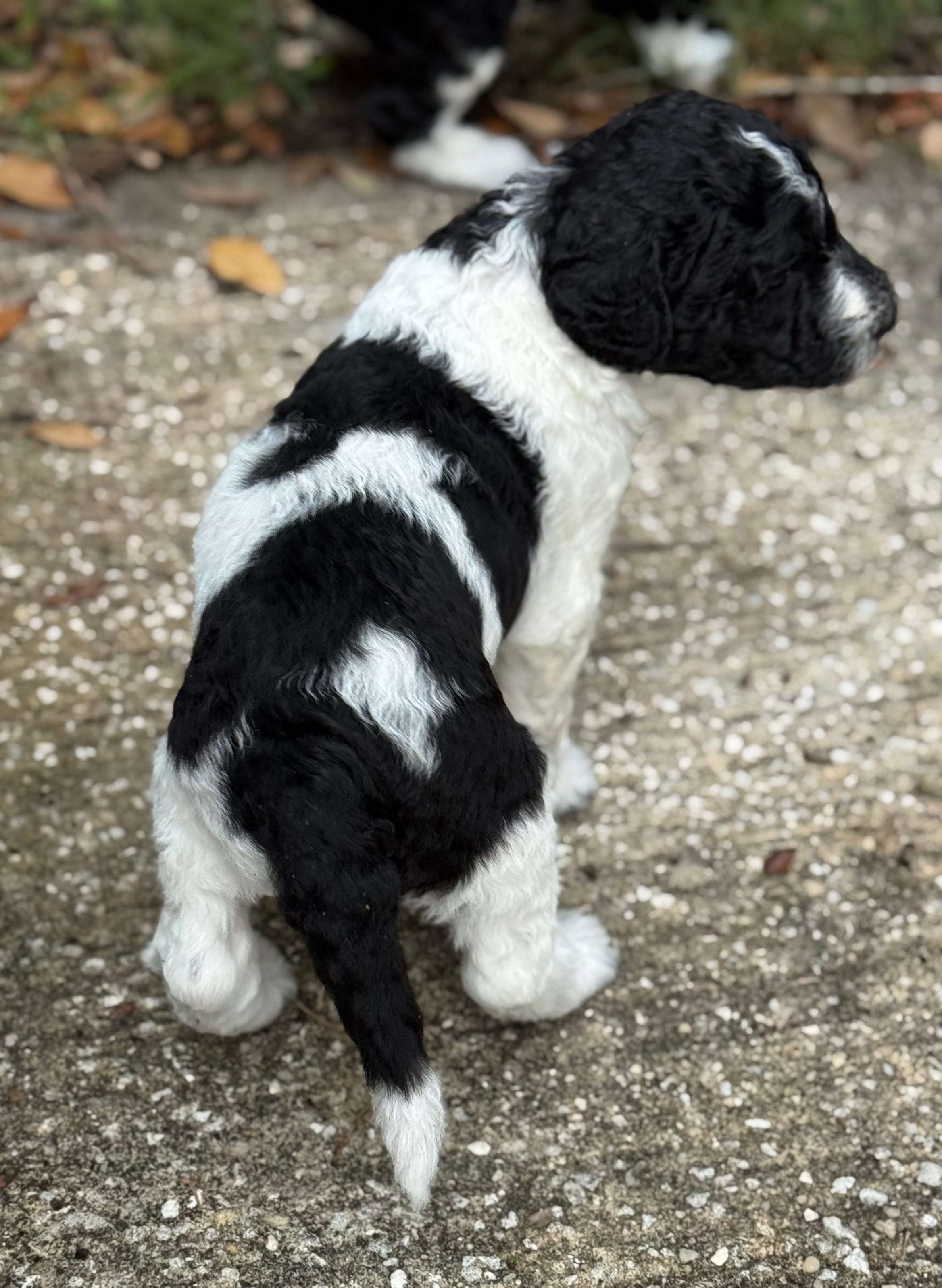 Diggi – Poodle - Multi-Colored Standard puppy for sale in Ocala, FL