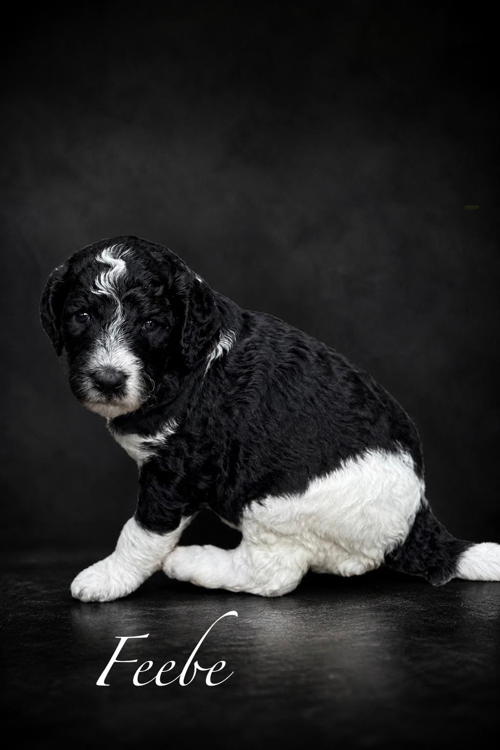 GiGi – Poodle - Multi-Colored Standard puppy for sale in Ocala, FL