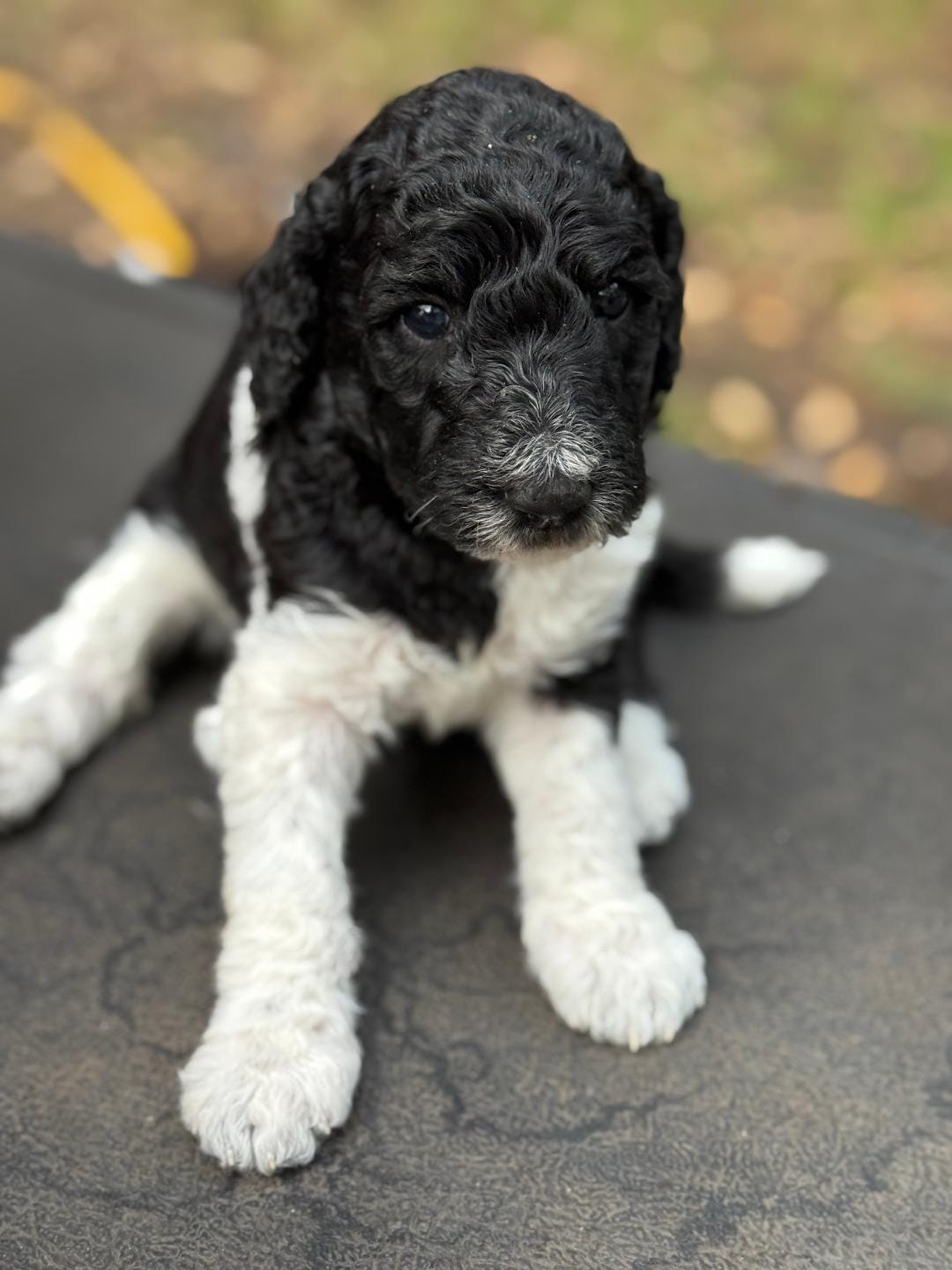 Feebe – Poodle - Multi-Colored Standard puppy for sale in Ocala, FL