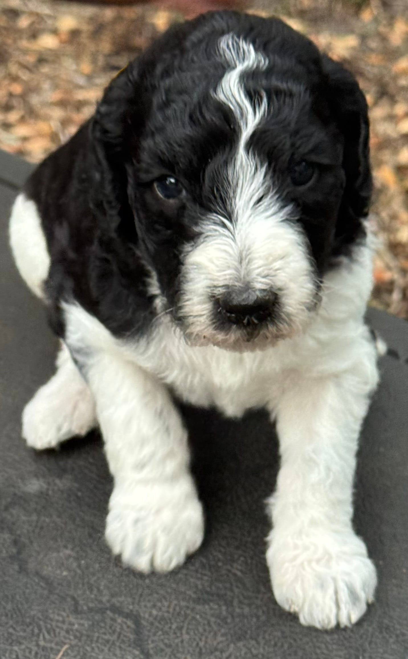 Rip  – Poodle - Multi-Colored Standard puppy for sale in Ocala, FL