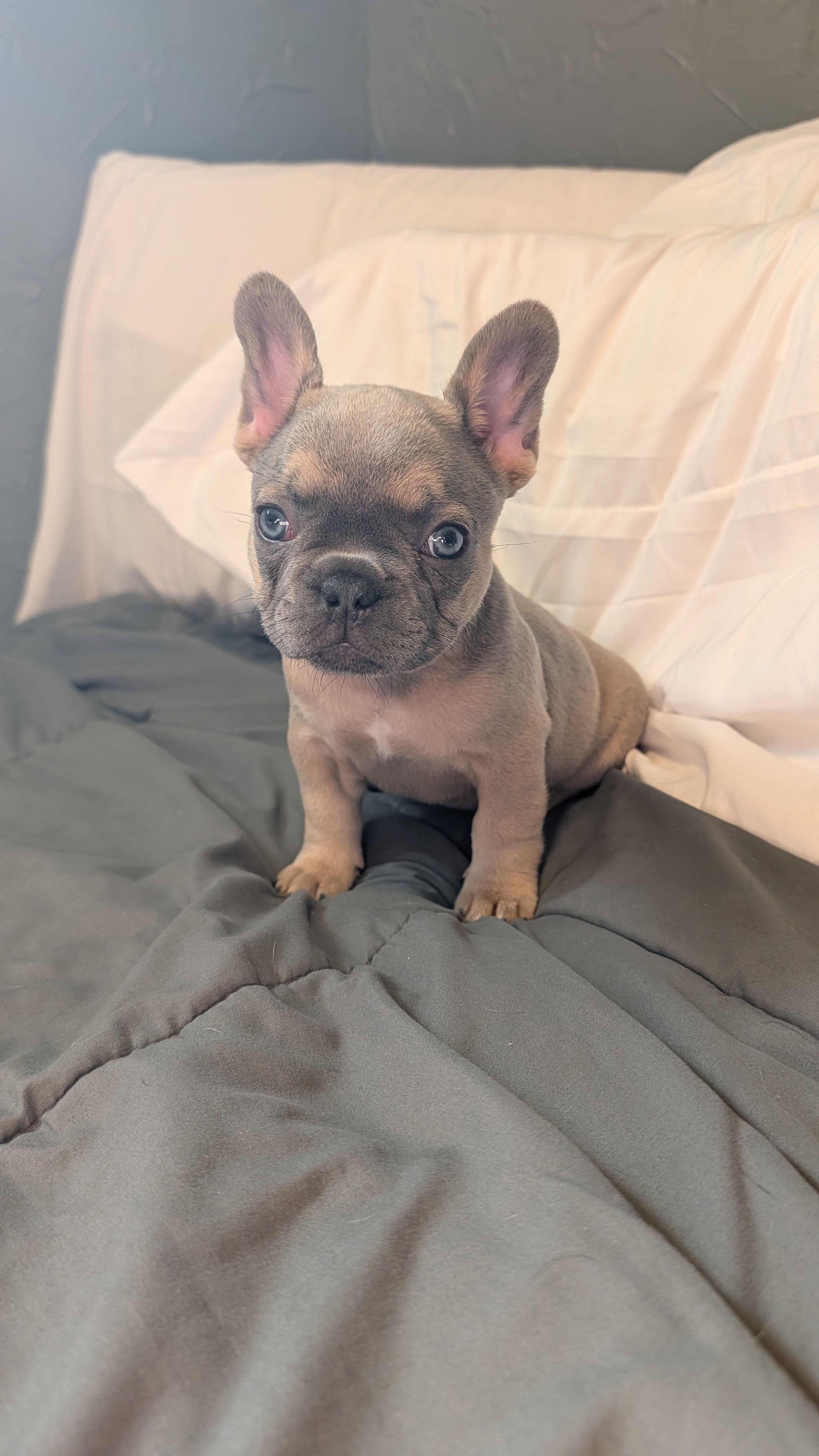 Rose – French Bulldog puppy for sale in Grand Rapids, MI