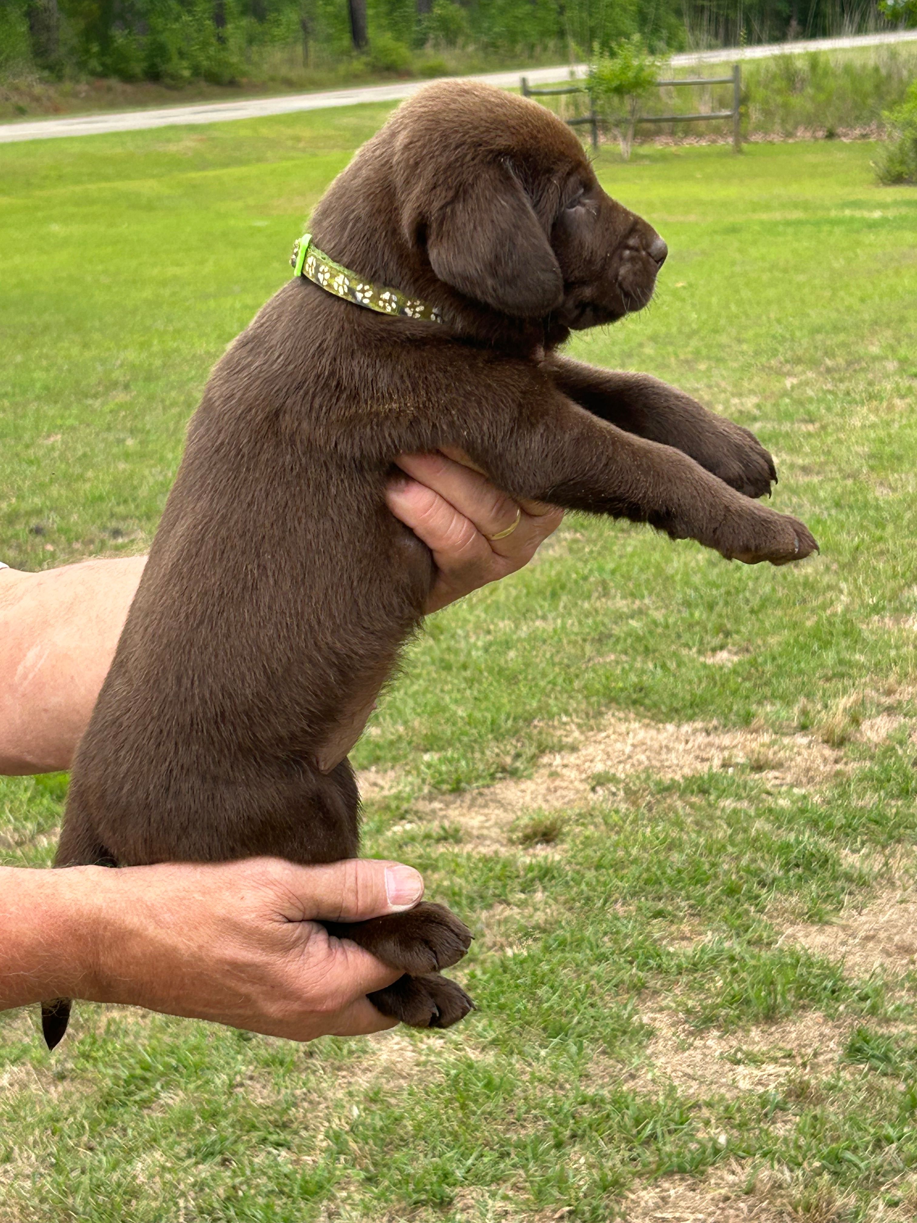 Labrador Retriever (Lime Stripes) Female – Labrador Retriever puppy for sale in Forsyth, GA