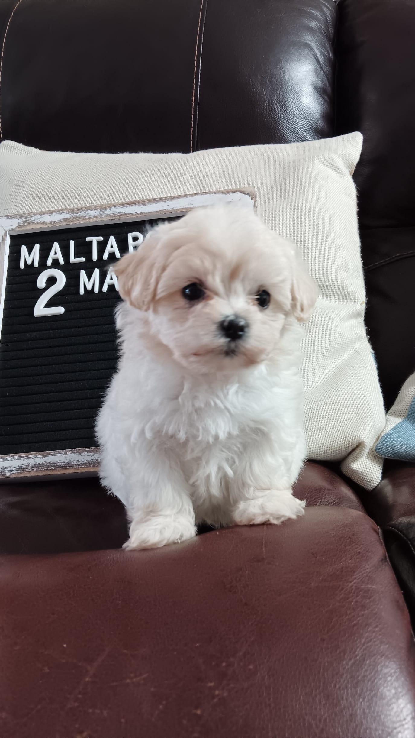 MaltaPoo #2 – Maltipoo puppy for sale in Lillington, NC