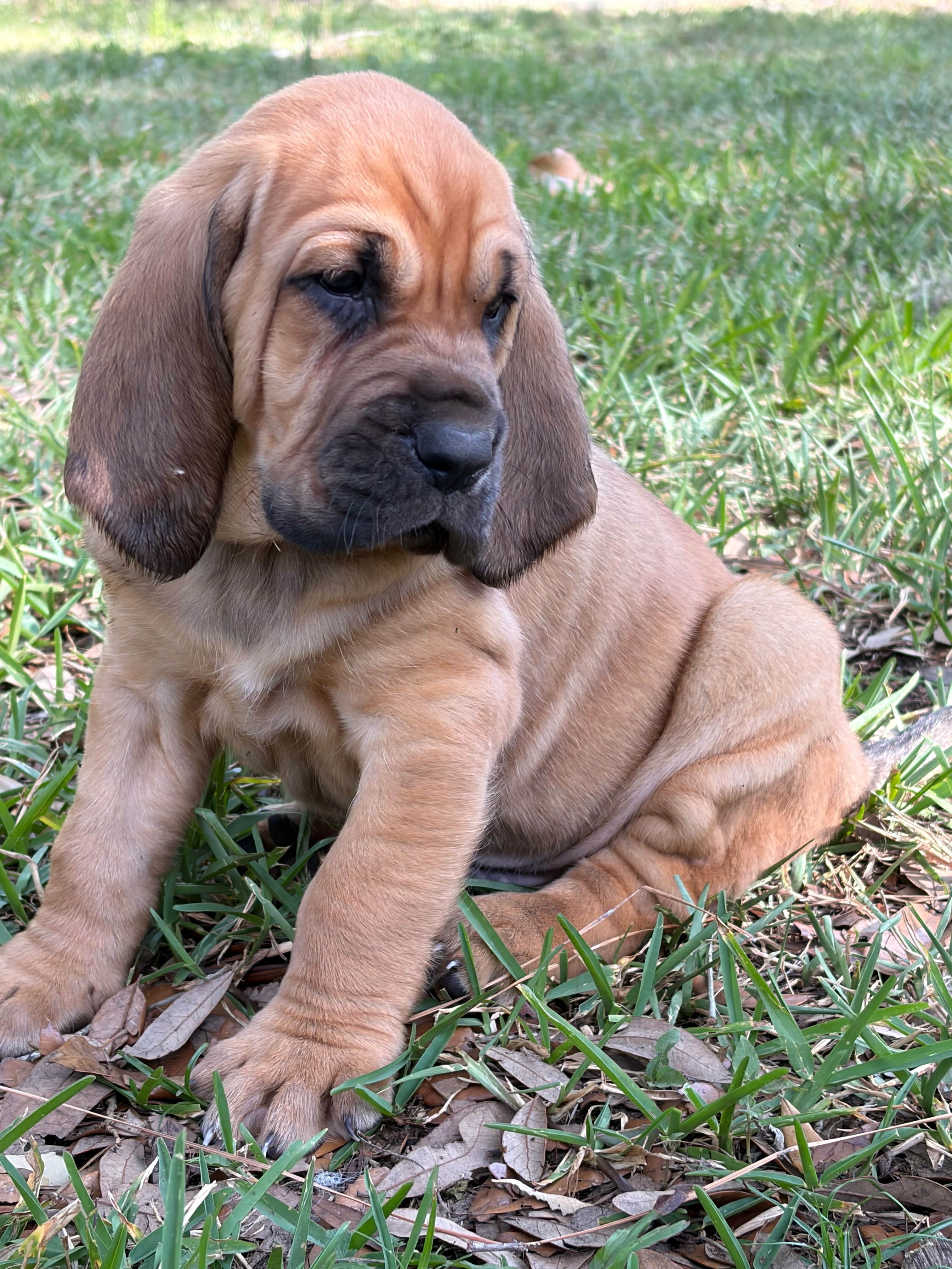 Red – Bloodhound puppy for sale in Cross City, FL