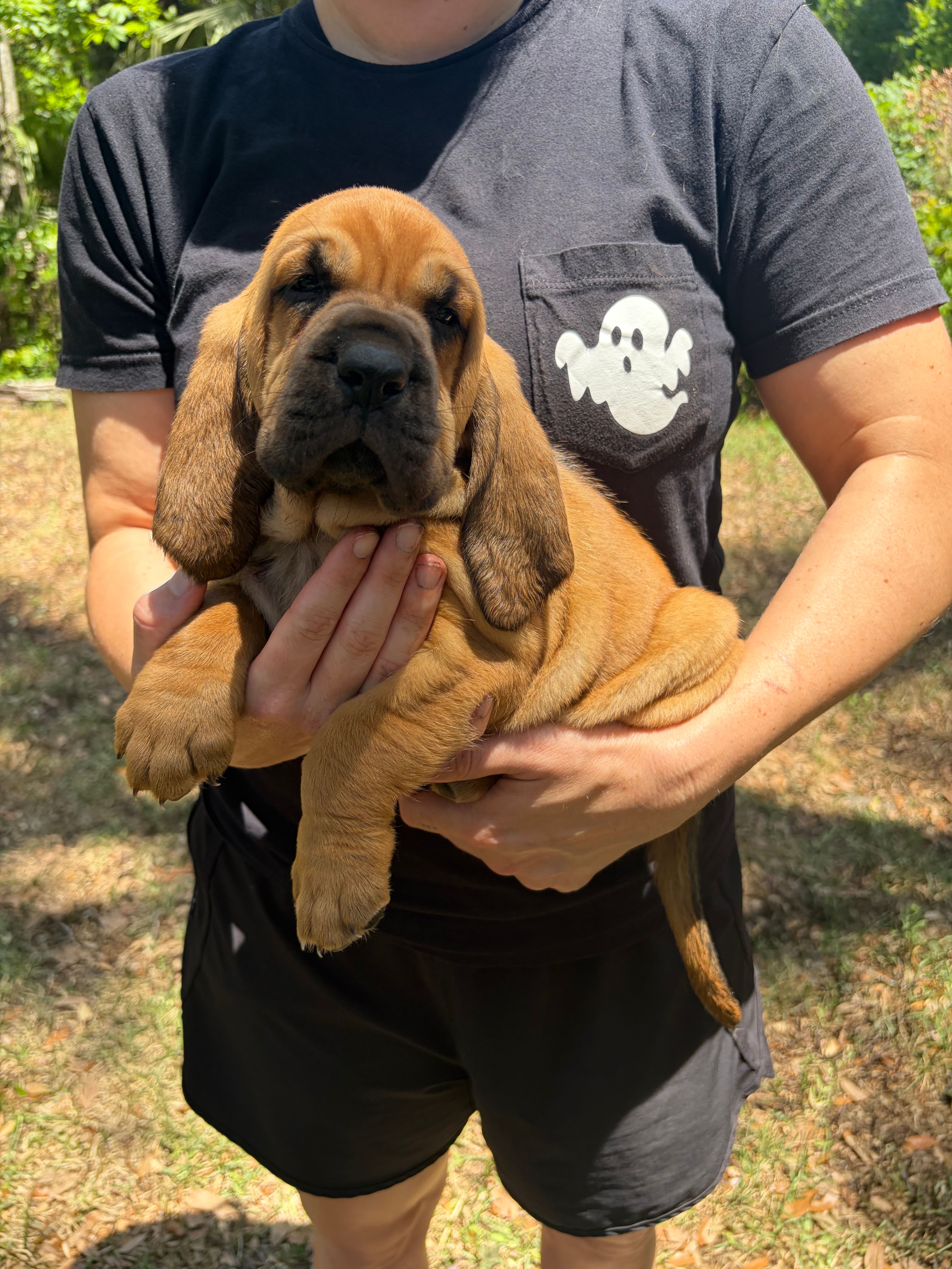 Red – Bloodhound puppy for sale in Cross City, FL