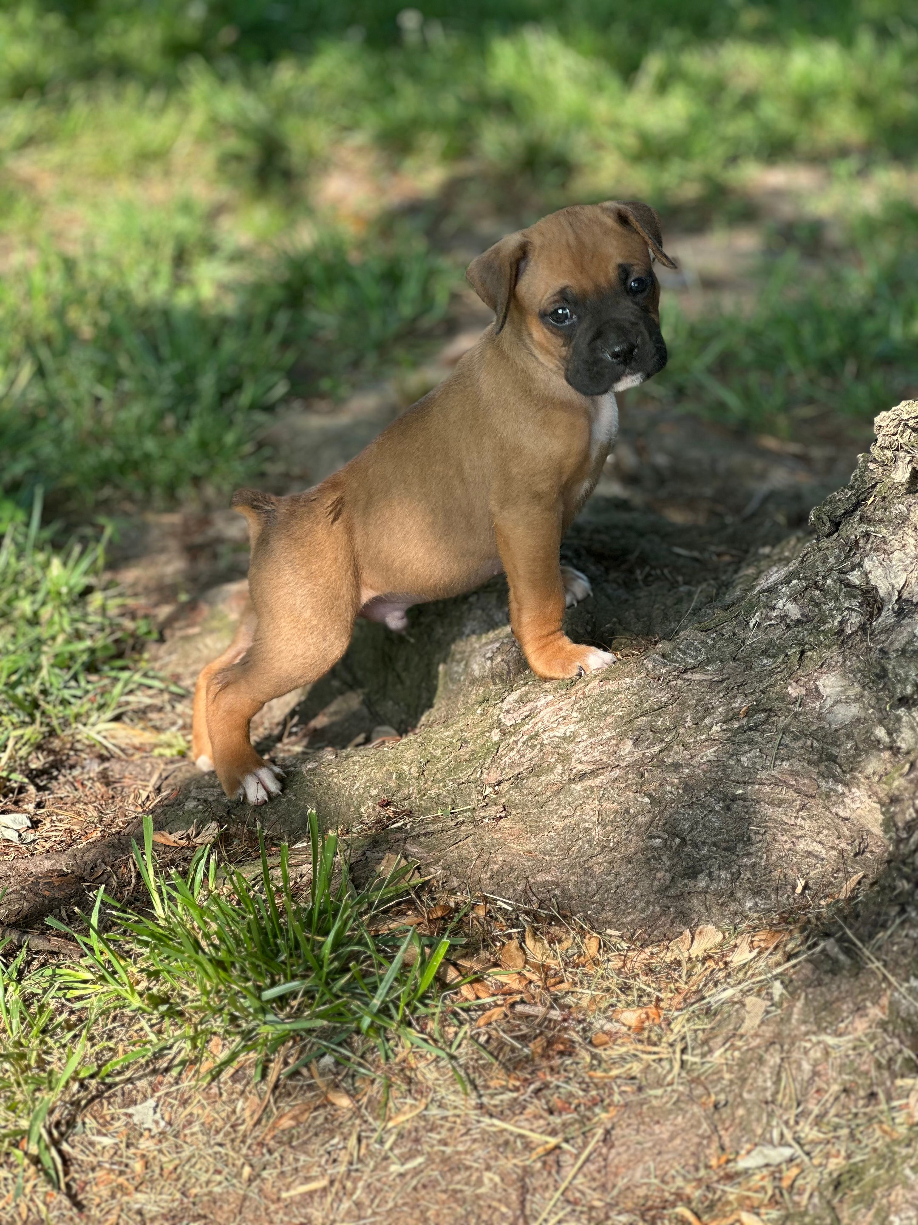 Black Zena  – Boxer puppy for sale in Hillsboro, TN