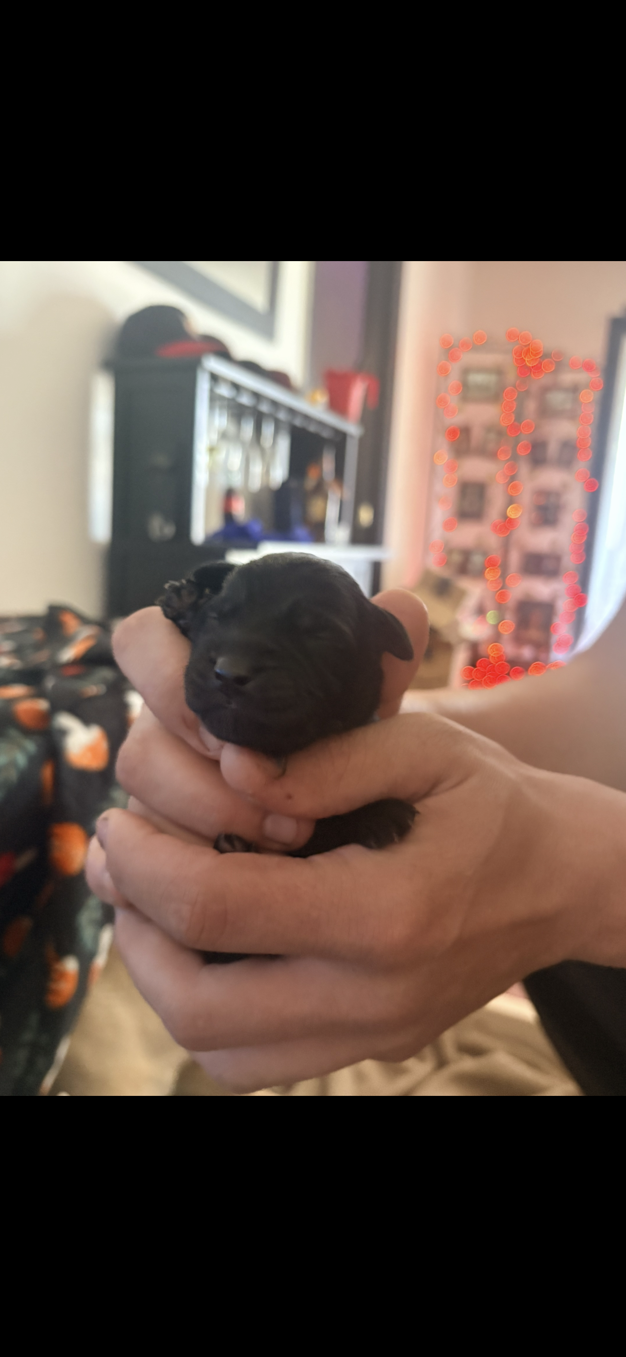 Female 5 – Belgian Shepherd Dog, Goldendoodle puppy for sale in Lincoln Park, NJ