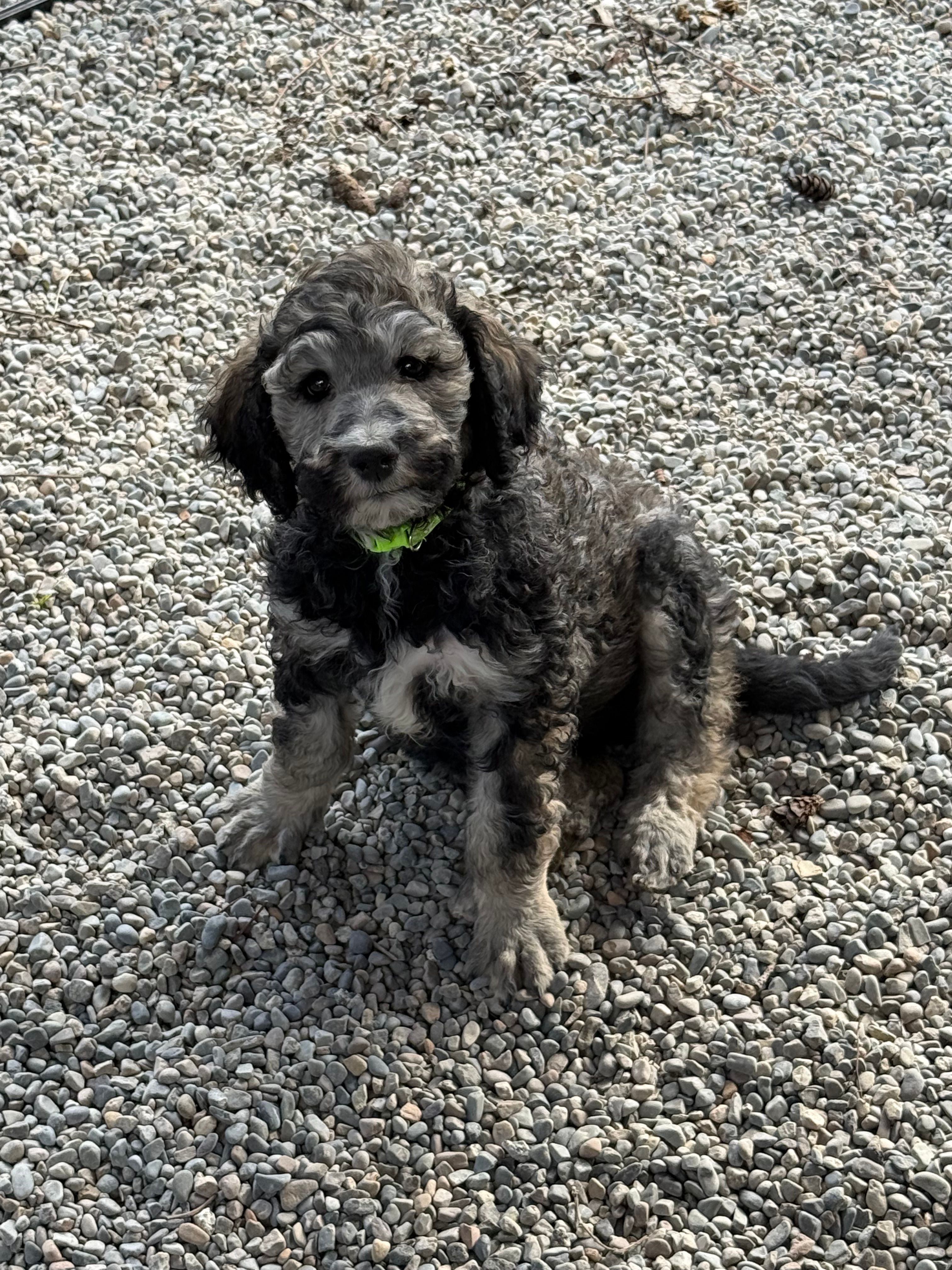 Lando – Poodle - Standard  puppy for sale in Deer Park, WA