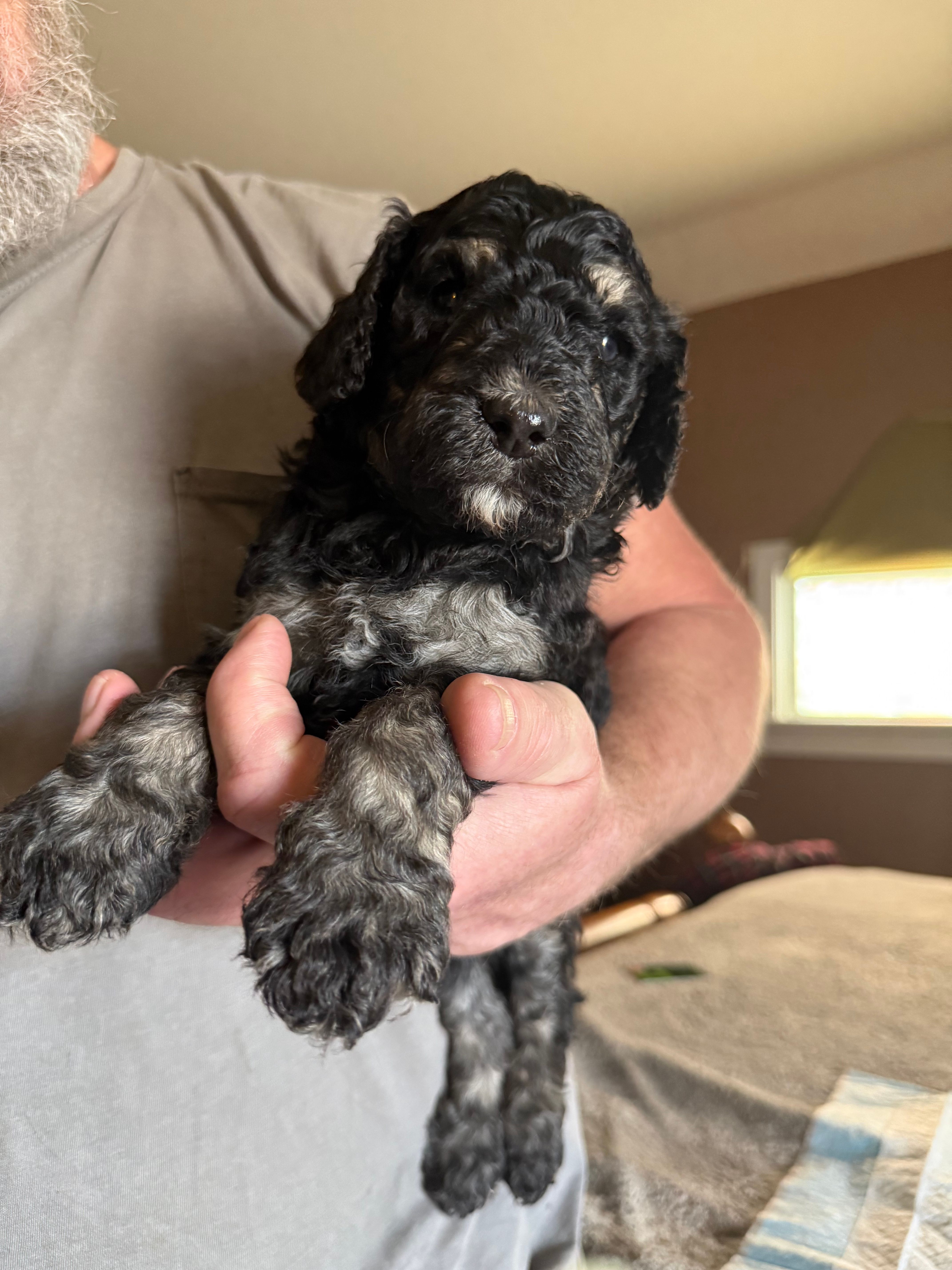 Mickey – Poodle - Standard  puppy for sale in Deer Park, WA