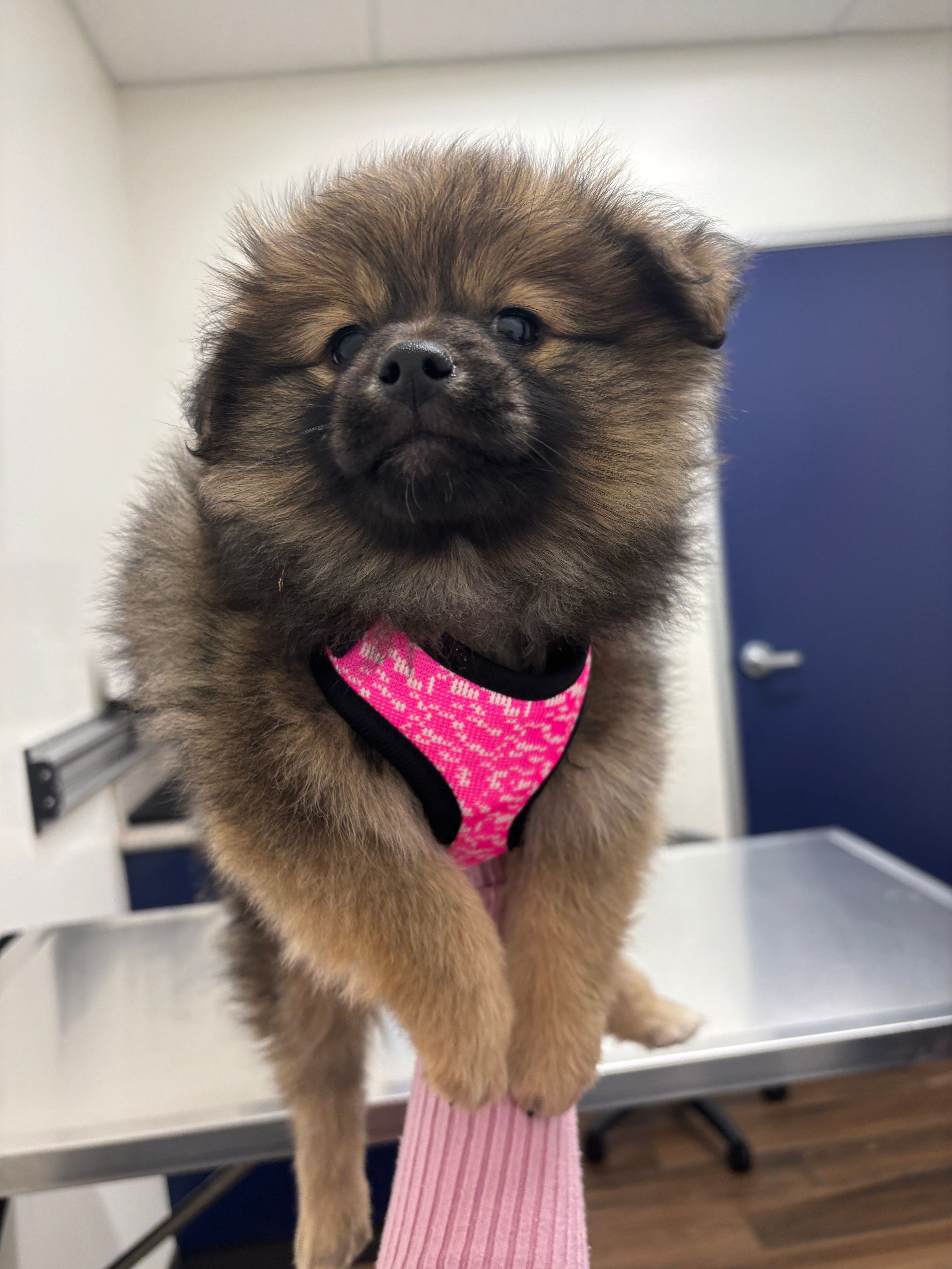 Sasha – Pomeranian puppy for sale in Phoenix, AZ