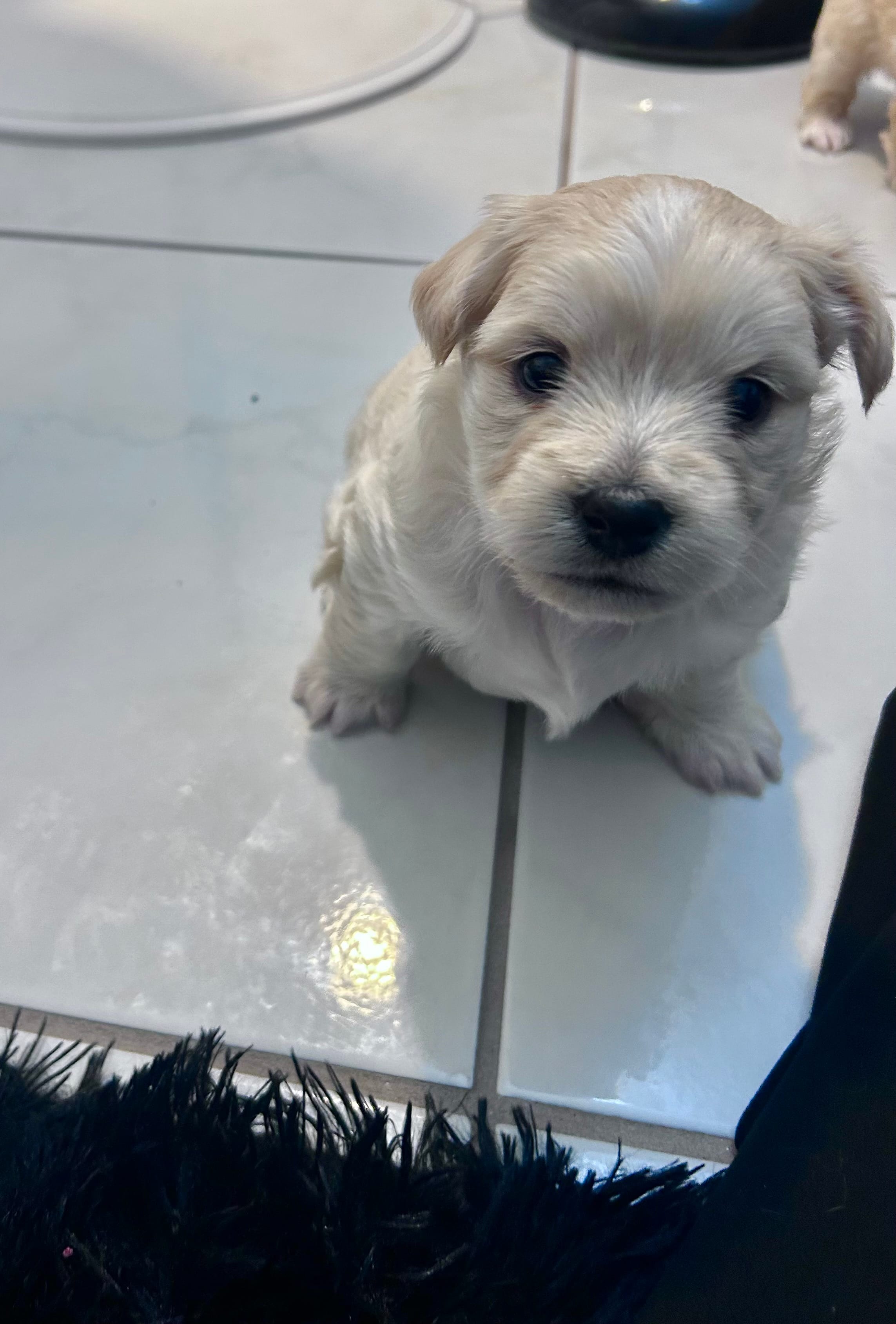 Polo ❤️ – Maltese, Shih Tzu puppy for sale in Orlando, FL