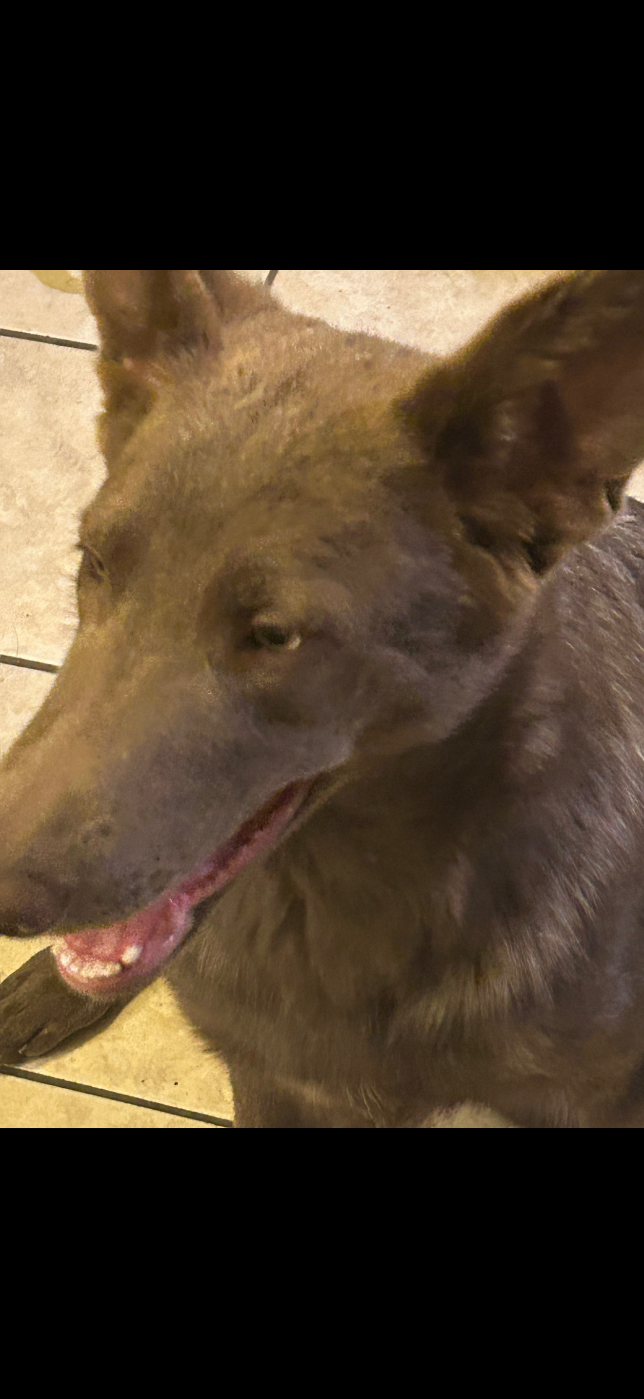 Marigold  – German Shepherd Dog puppy for sale in Albuquerque, NM