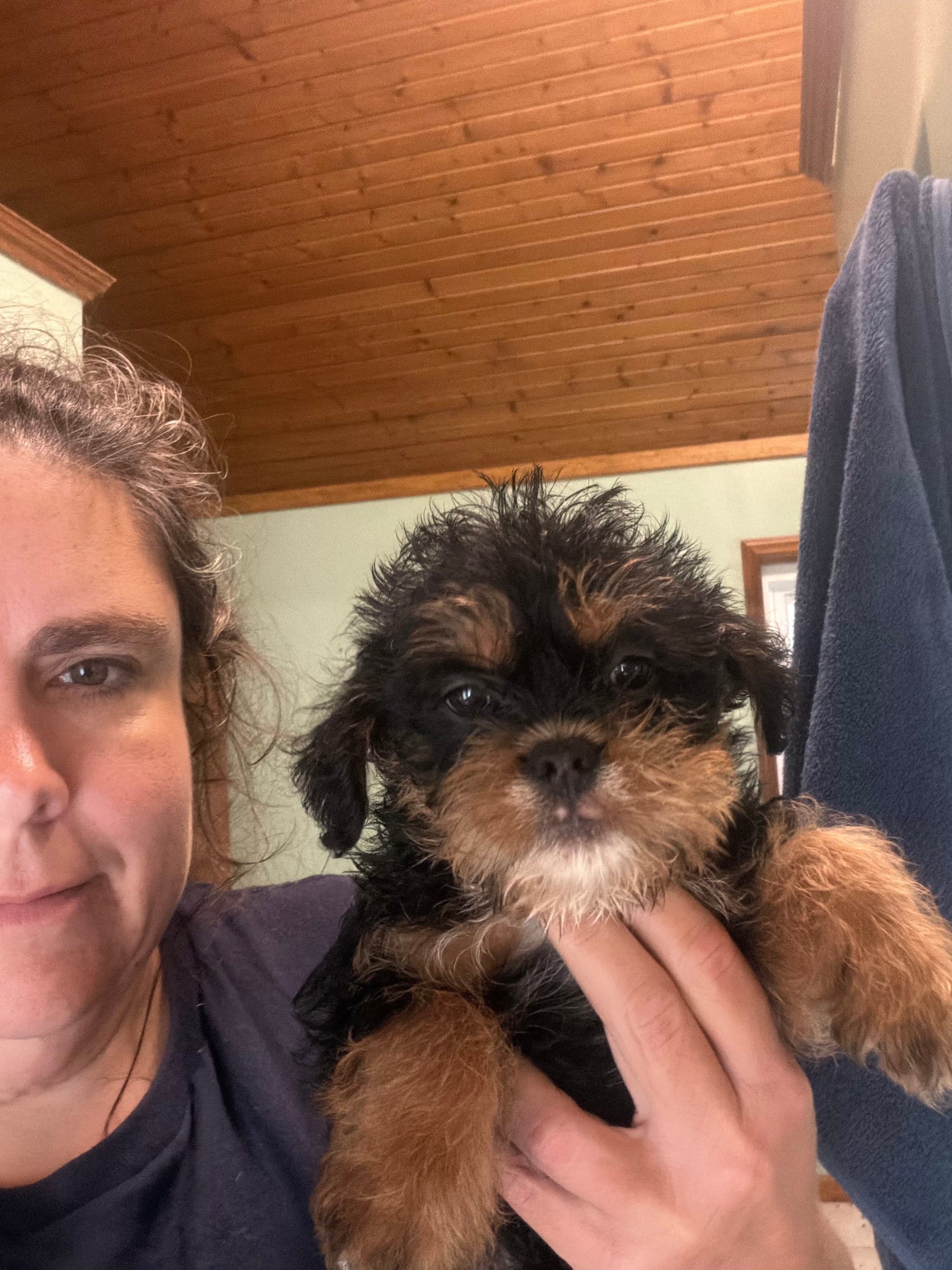 Phantom female  – French Bulldog, Cockapoo puppy for sale in Holton, IN