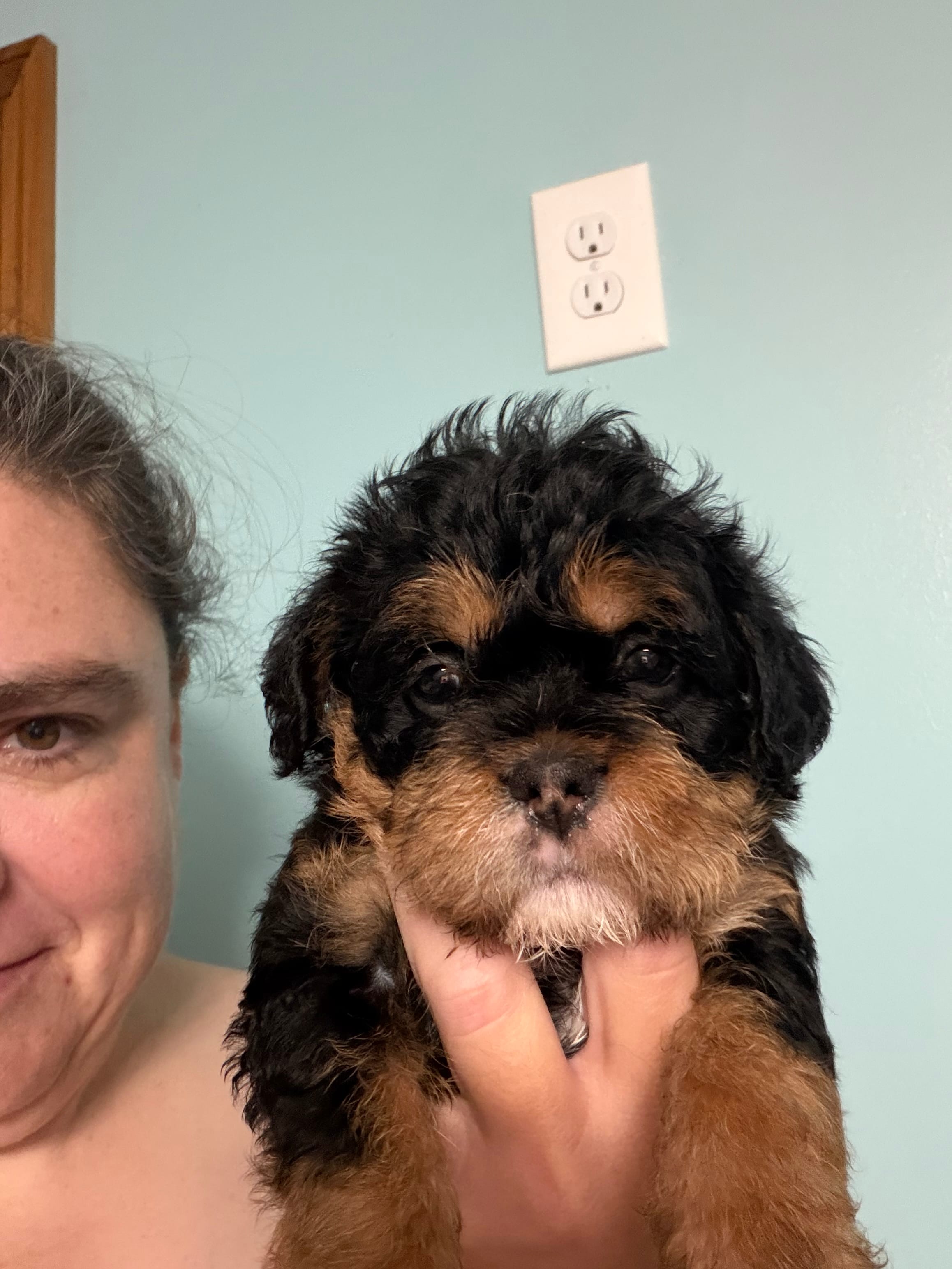 Phantom female  – French Bulldog, Cockapoo puppy for sale in Holton, IN