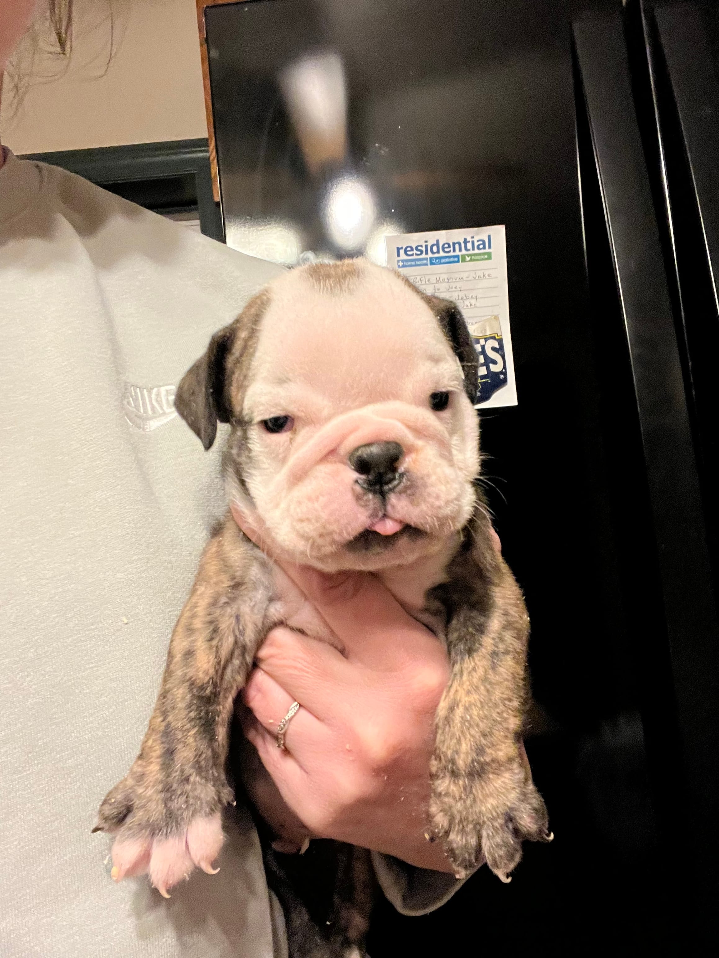 Maverick  – English Bulldog puppy for sale in Ijamsville, MD
