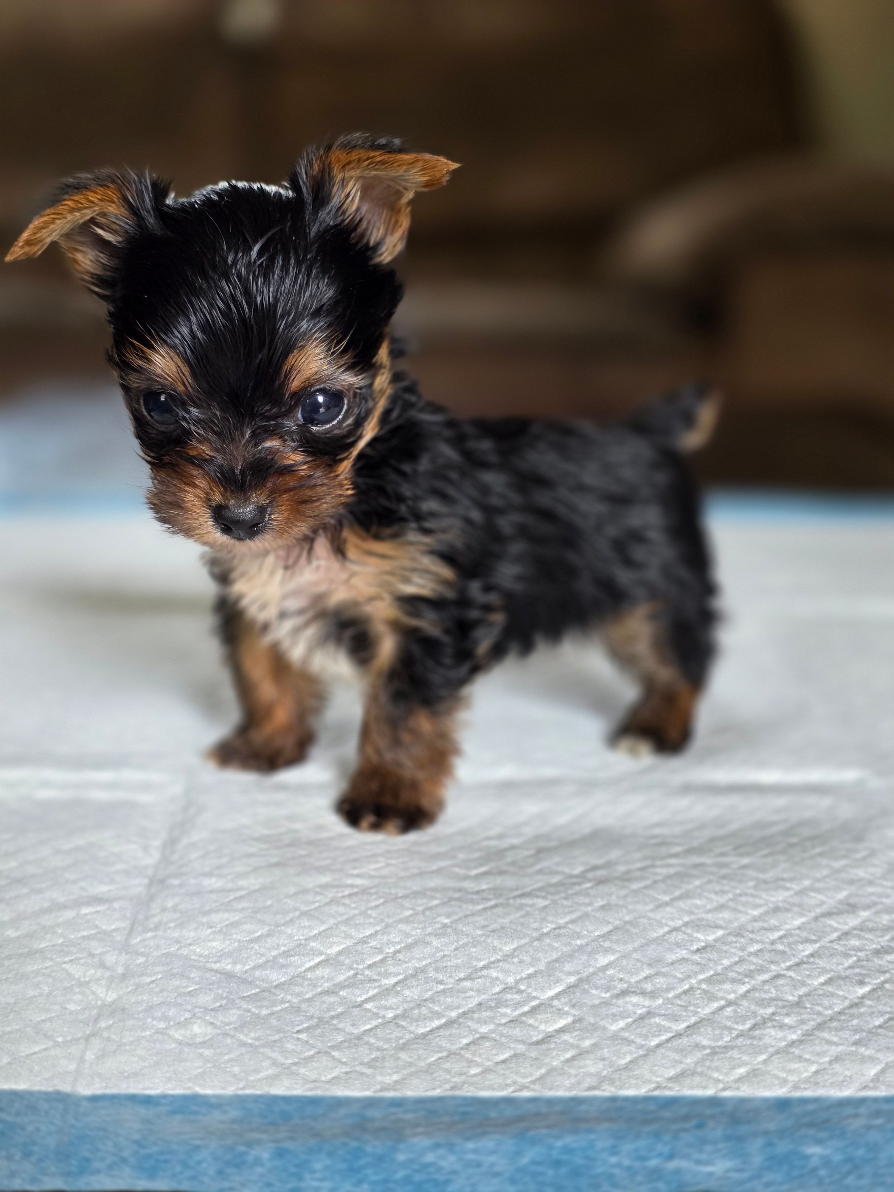 Olive's Boy 1 – Yorkshire Terrier puppy for sale in Aiken, SC