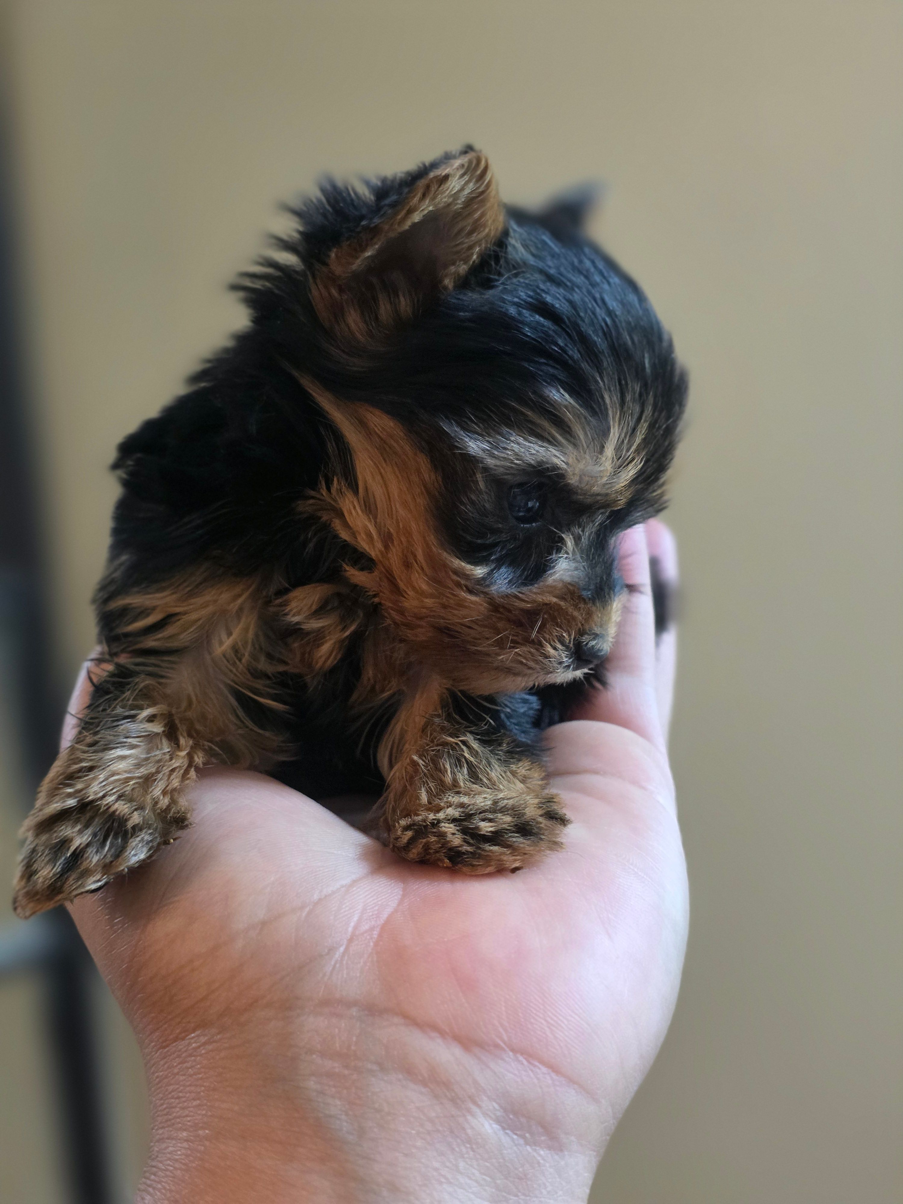 Tiny's Boy 4 – Yorkshire Terrier puppy for sale in Aiken, SC