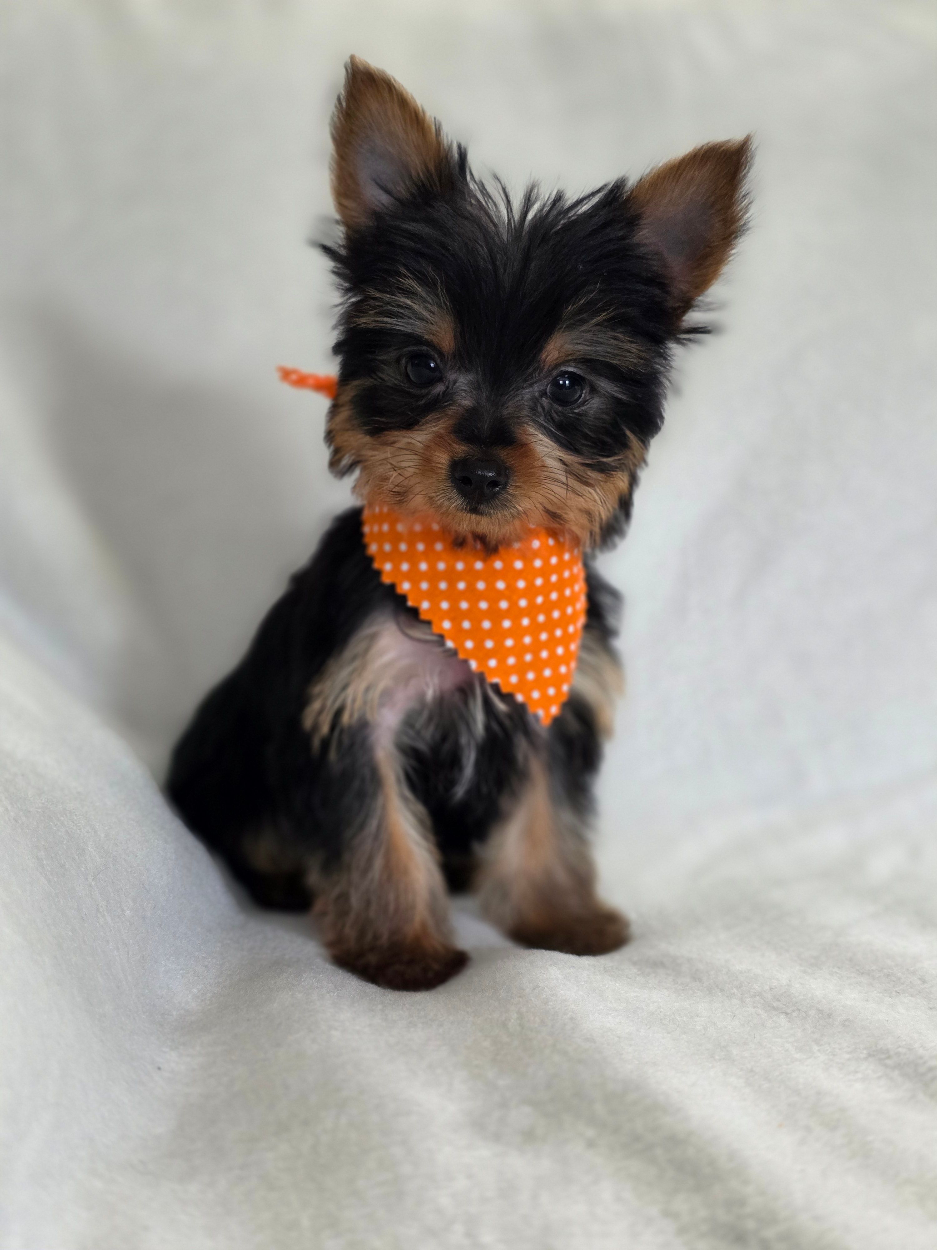 Pepper's Boy 4 – Yorkshire Terrier puppy for sale in Aiken, SC