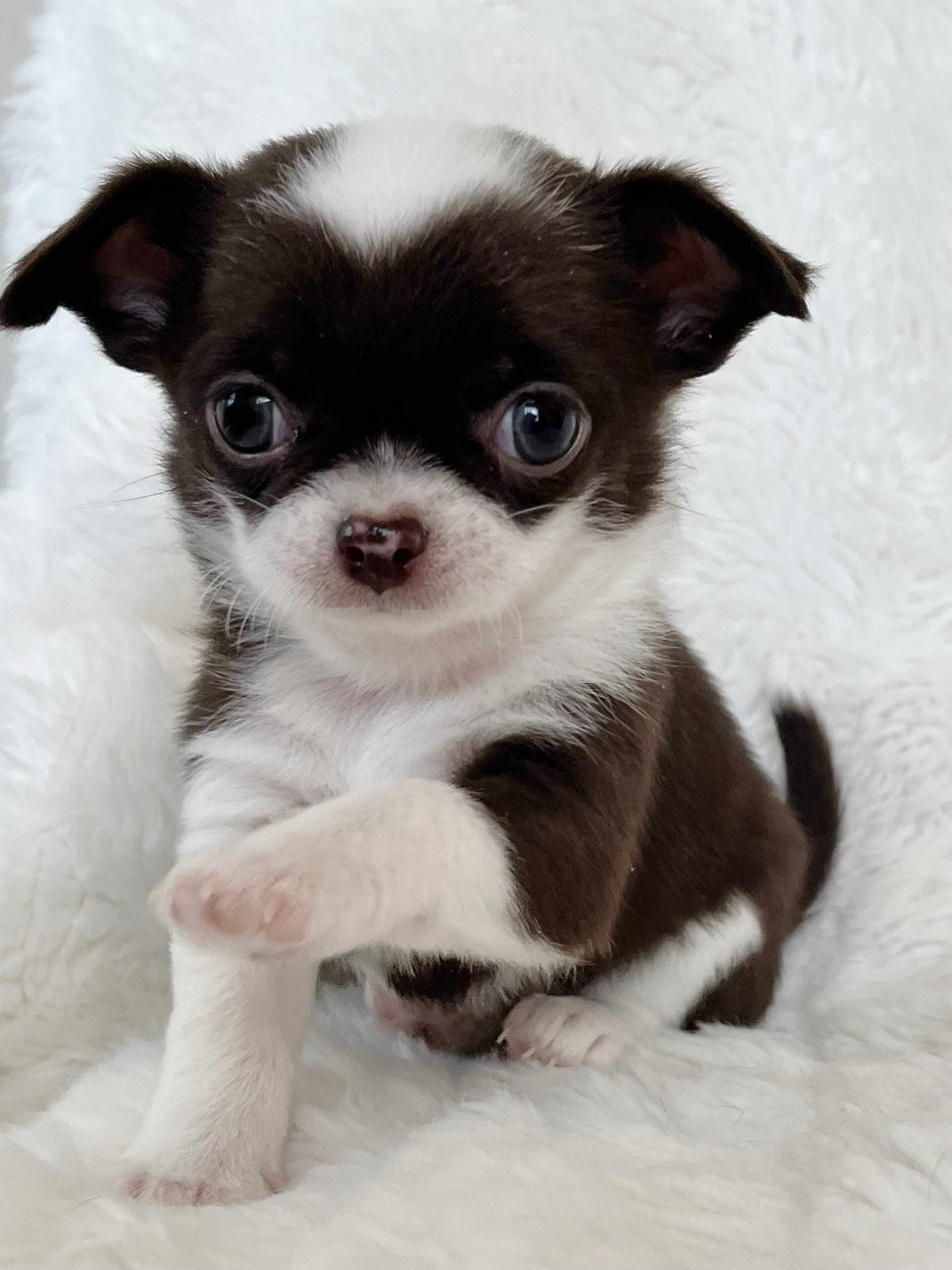 Chocolate and white smoothcoat girl – Chihuahua puppy for sale in Lansing, MI