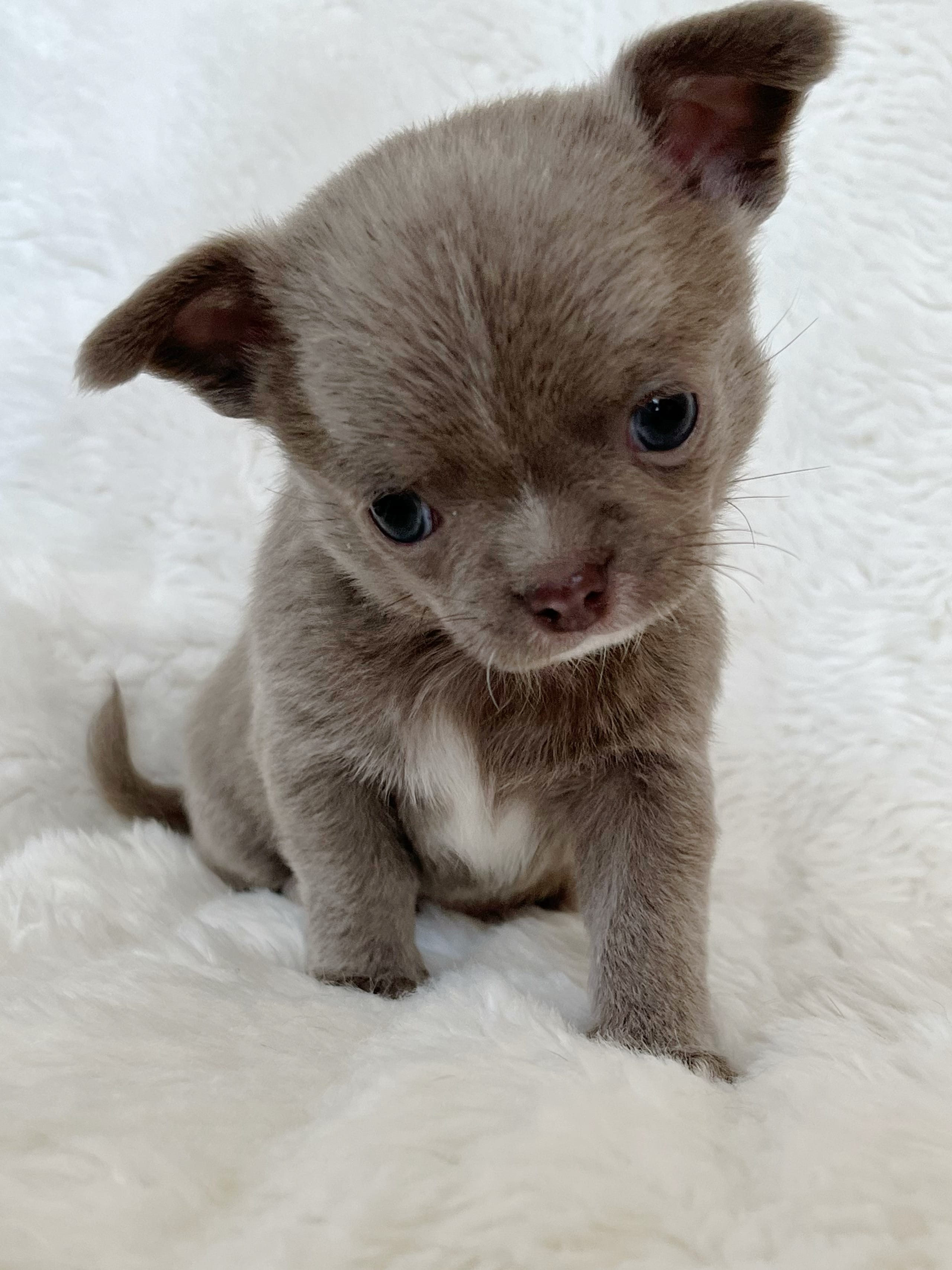 Lilac smoothcoat boy – Chihuahua puppy for sale in Lansing, MI