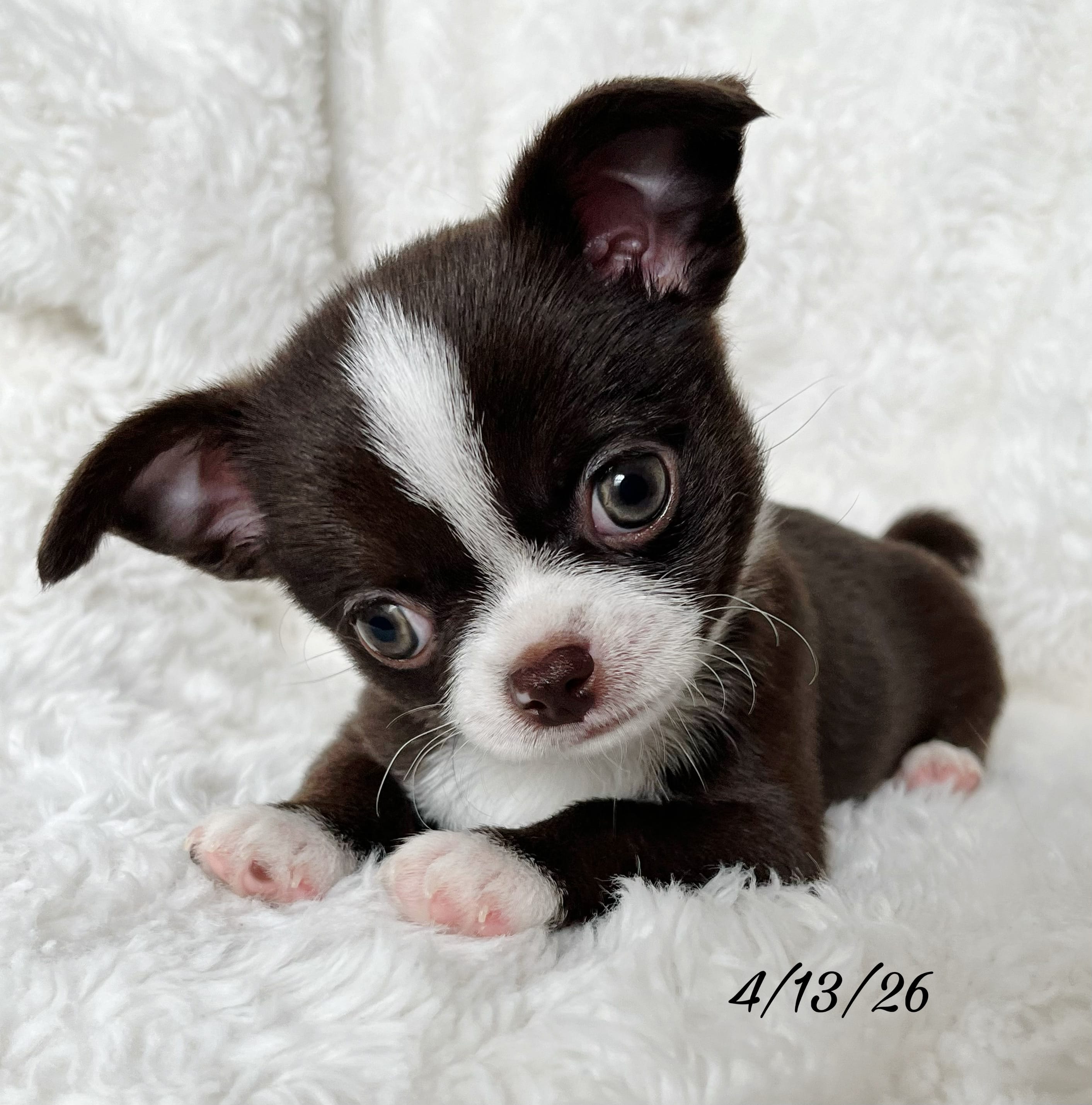 Chocolate and white boy – Chihuahua puppy for sale in Lansing, MI