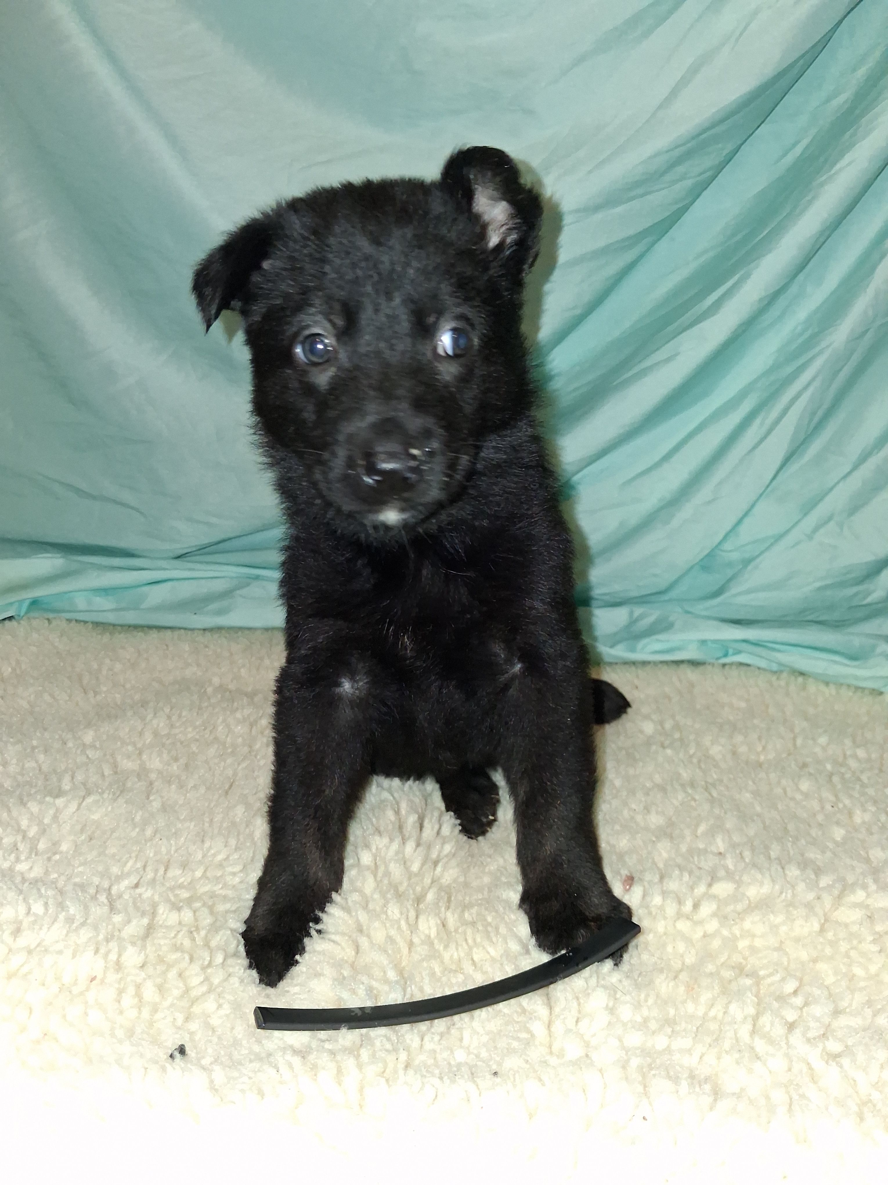 Black collar  – German Shepherd Dog puppy for sale in Snow Hill, MD