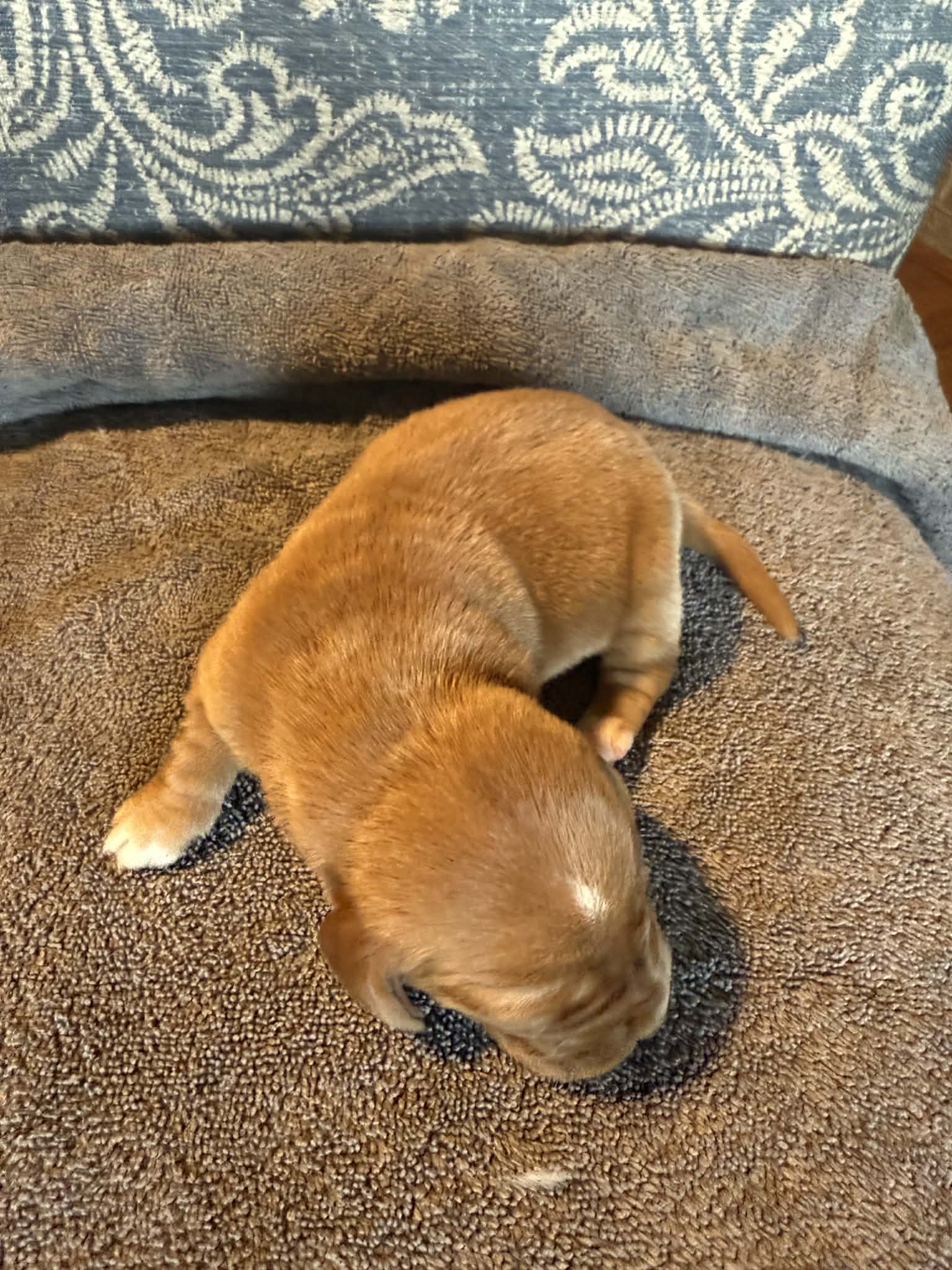 Black – Basset Hound puppy for sale in Scipio, IN