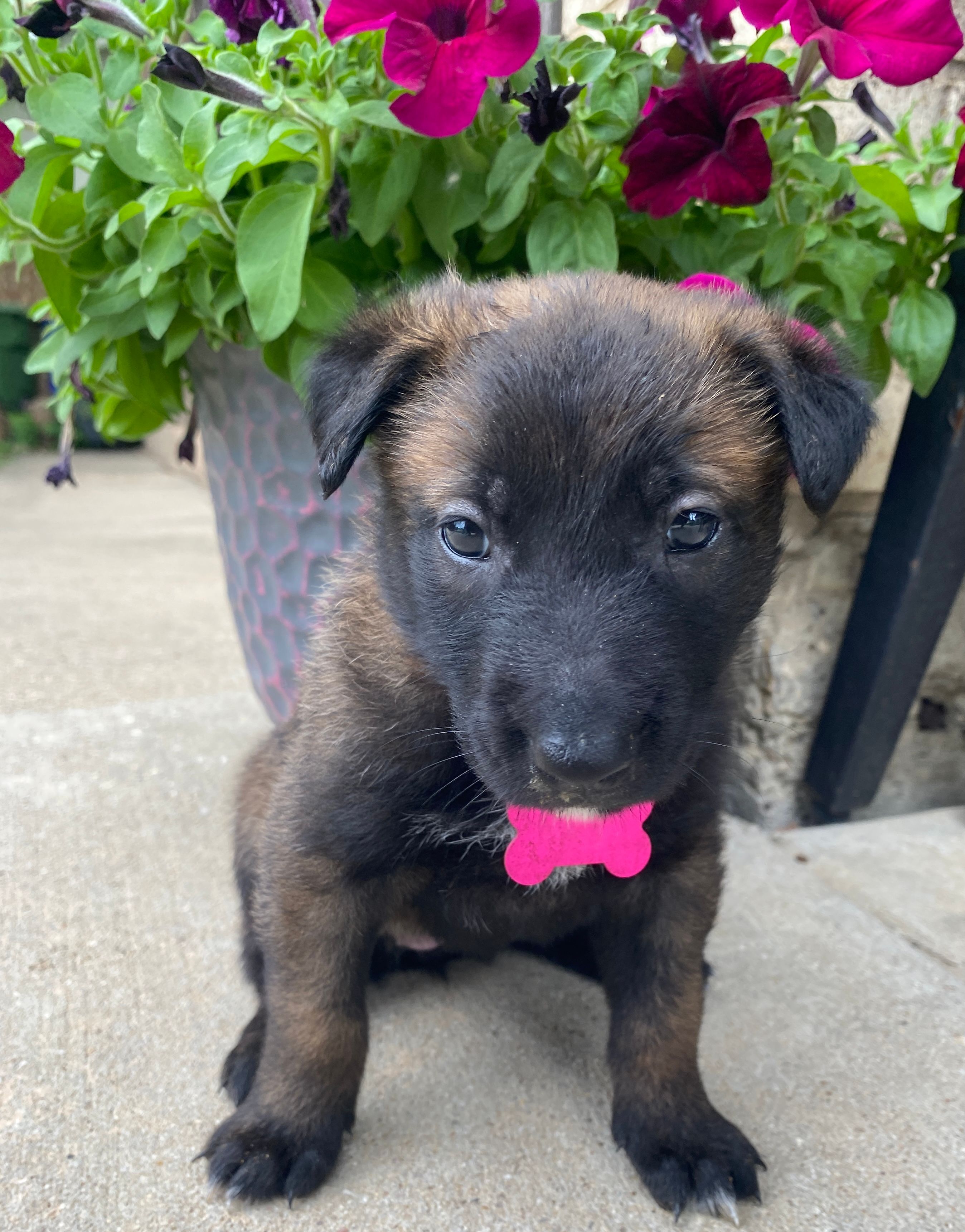 Meet Nova – Female AKC Belgian Malinois 🩷🐾 – Belgian Malinois puppy on hold in Keller, TX