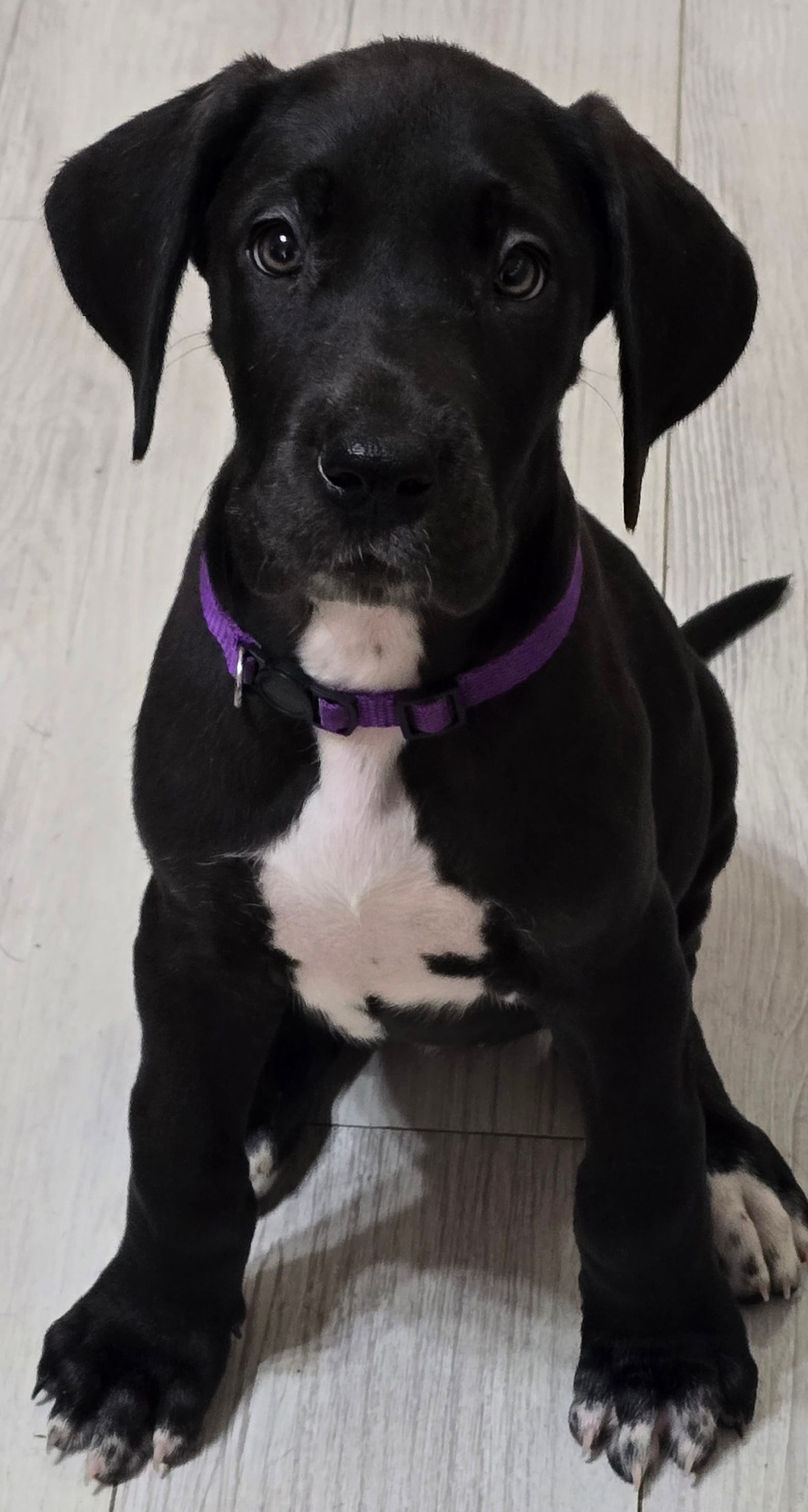 Baby Purple  – Great Dane puppy for sale in Collinsville, IL