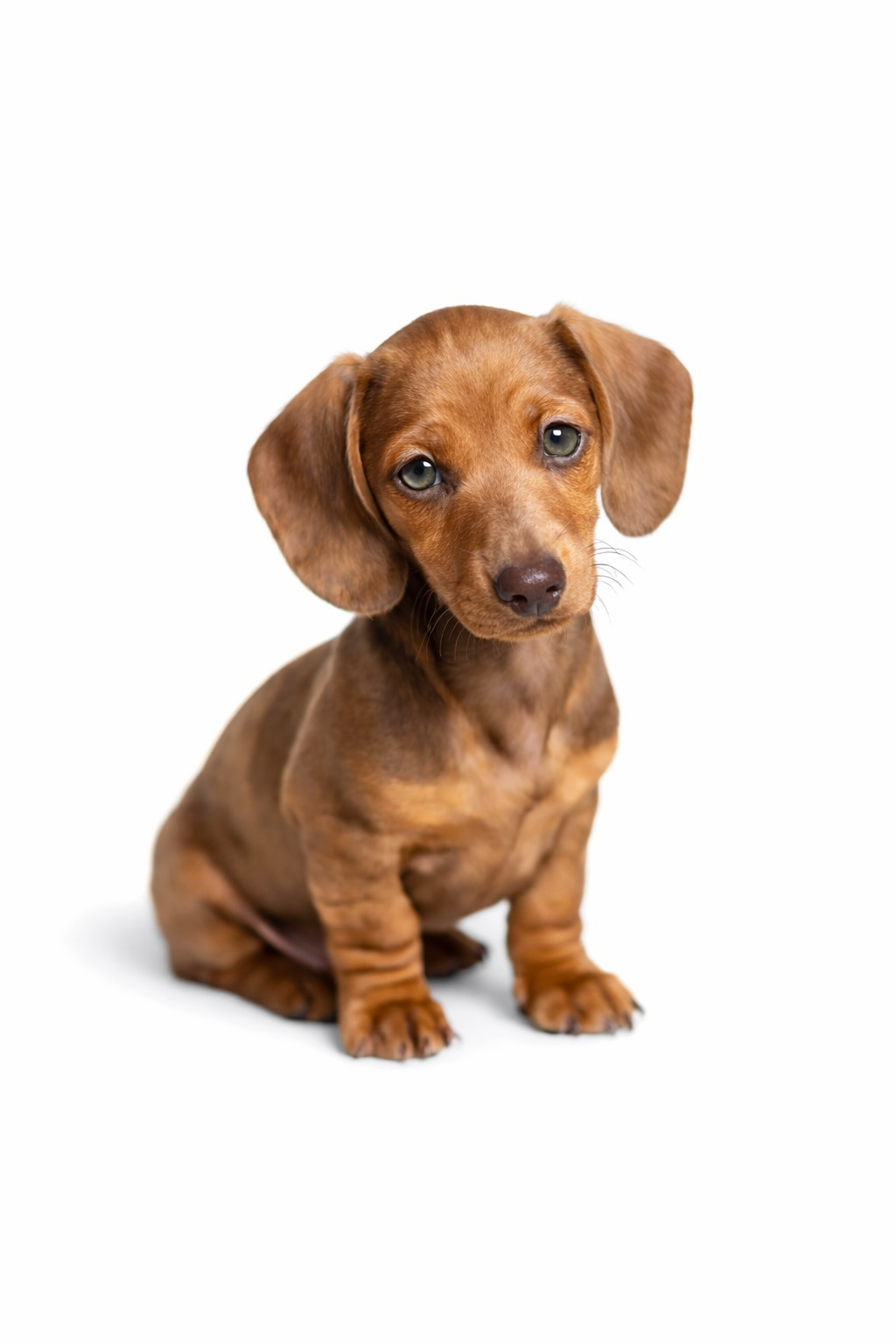 River  – Miniature Dachshund puppy for sale in Royse City, TX