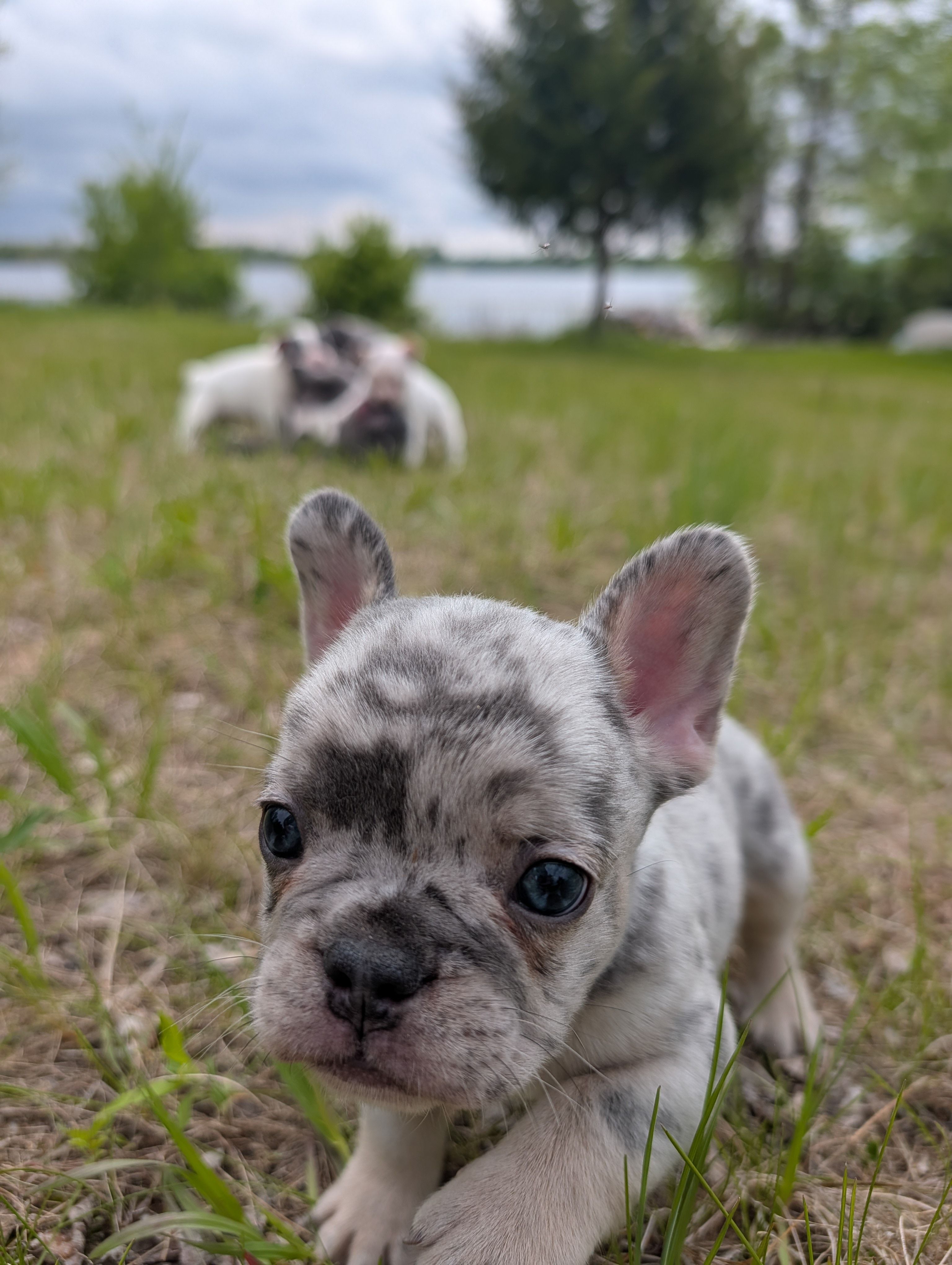Flint  – French Bulldog puppy for sale in Eden Valley, MN