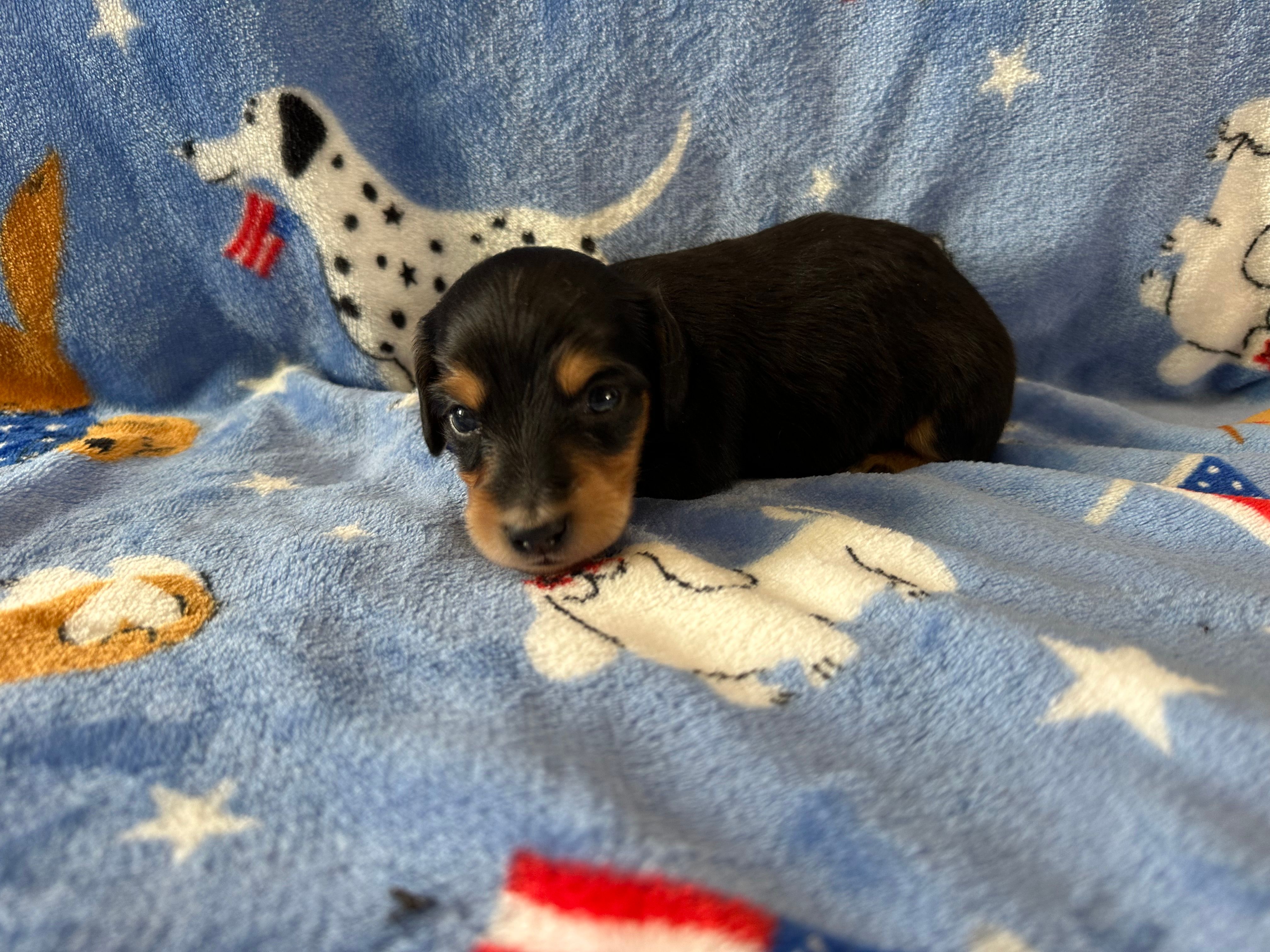 Patriot – Dachshund puppy for sale in Mountain Grove, MO