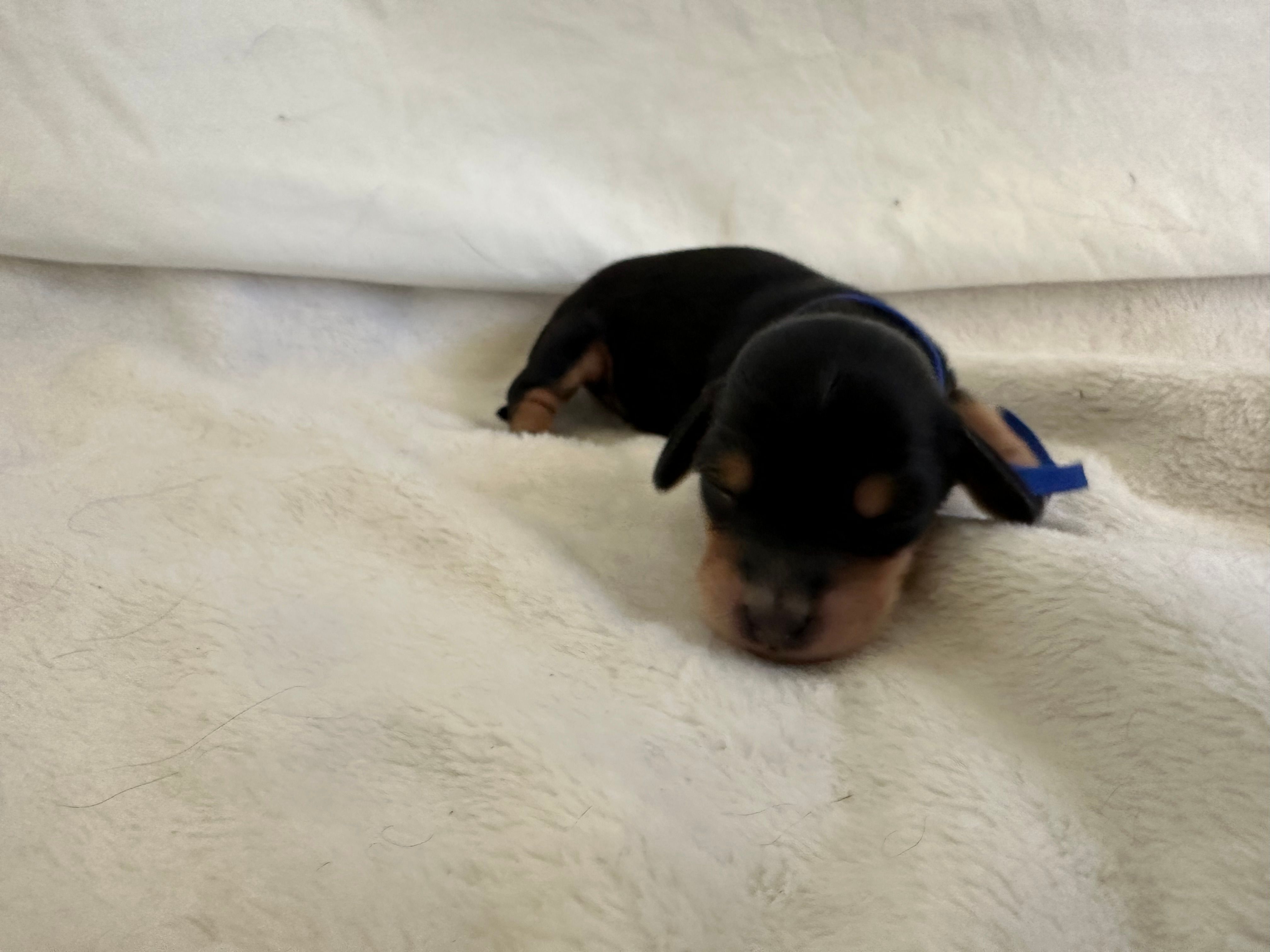 Patriot – Dachshund puppy for sale in Mountain Grove, MO