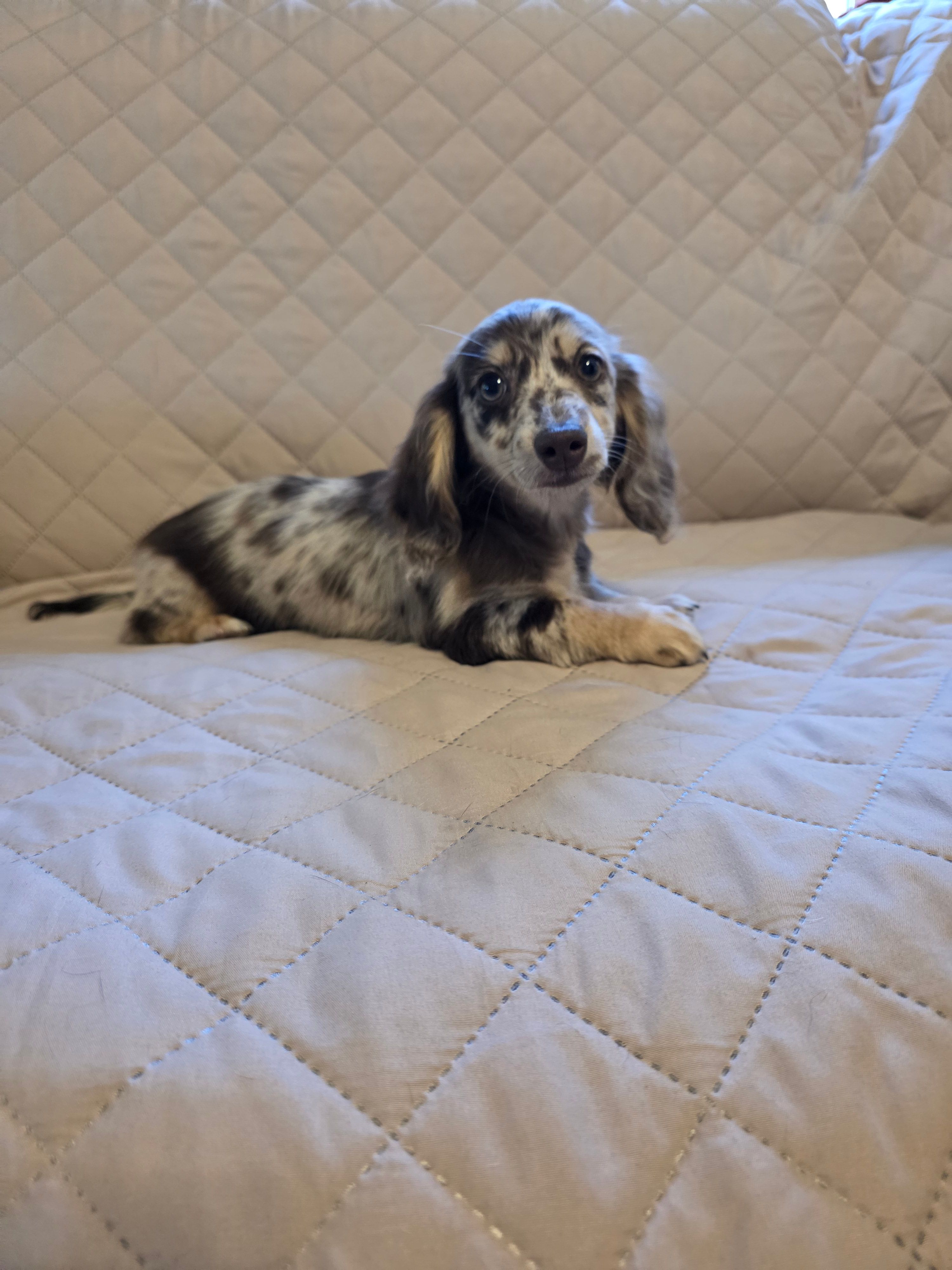 Dottie – Miniature Dachshund puppy for sale in Disputanta, VA