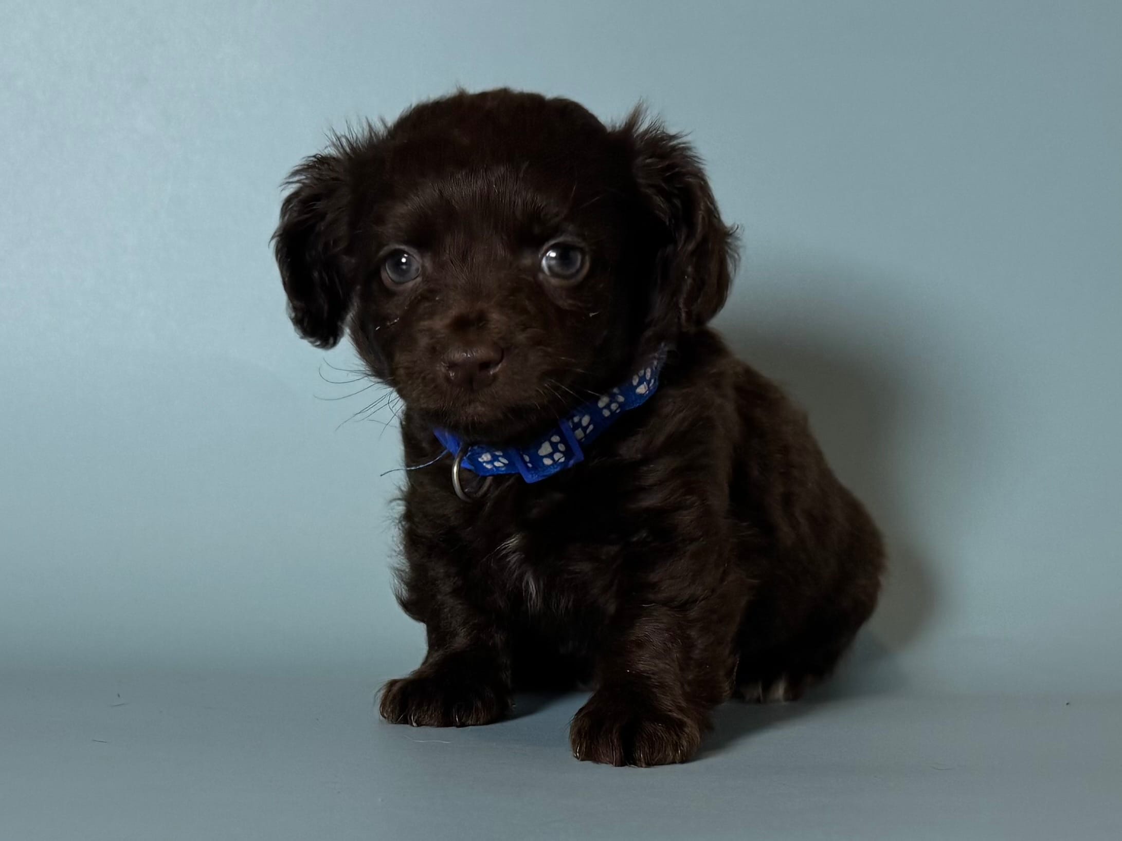 Chocolate Brown Puppy 🐶🍫 – Maltipoo, Morkie puppy for sale in Garden Grove, CA