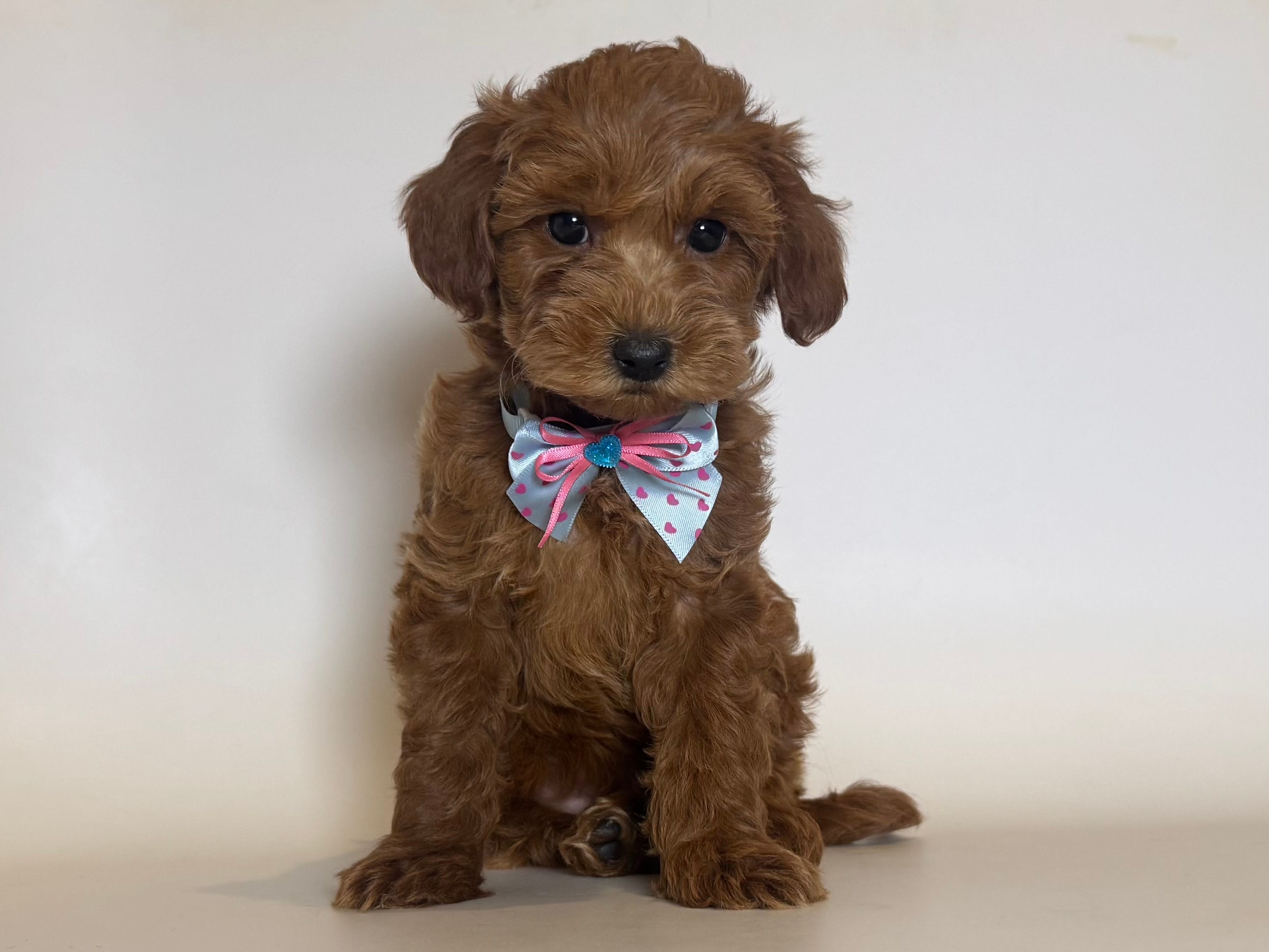 Bear Face Doodle 🐻 – Goldendoodle, Miniature Goldendoodle puppy for sale in Garden Grove, CA