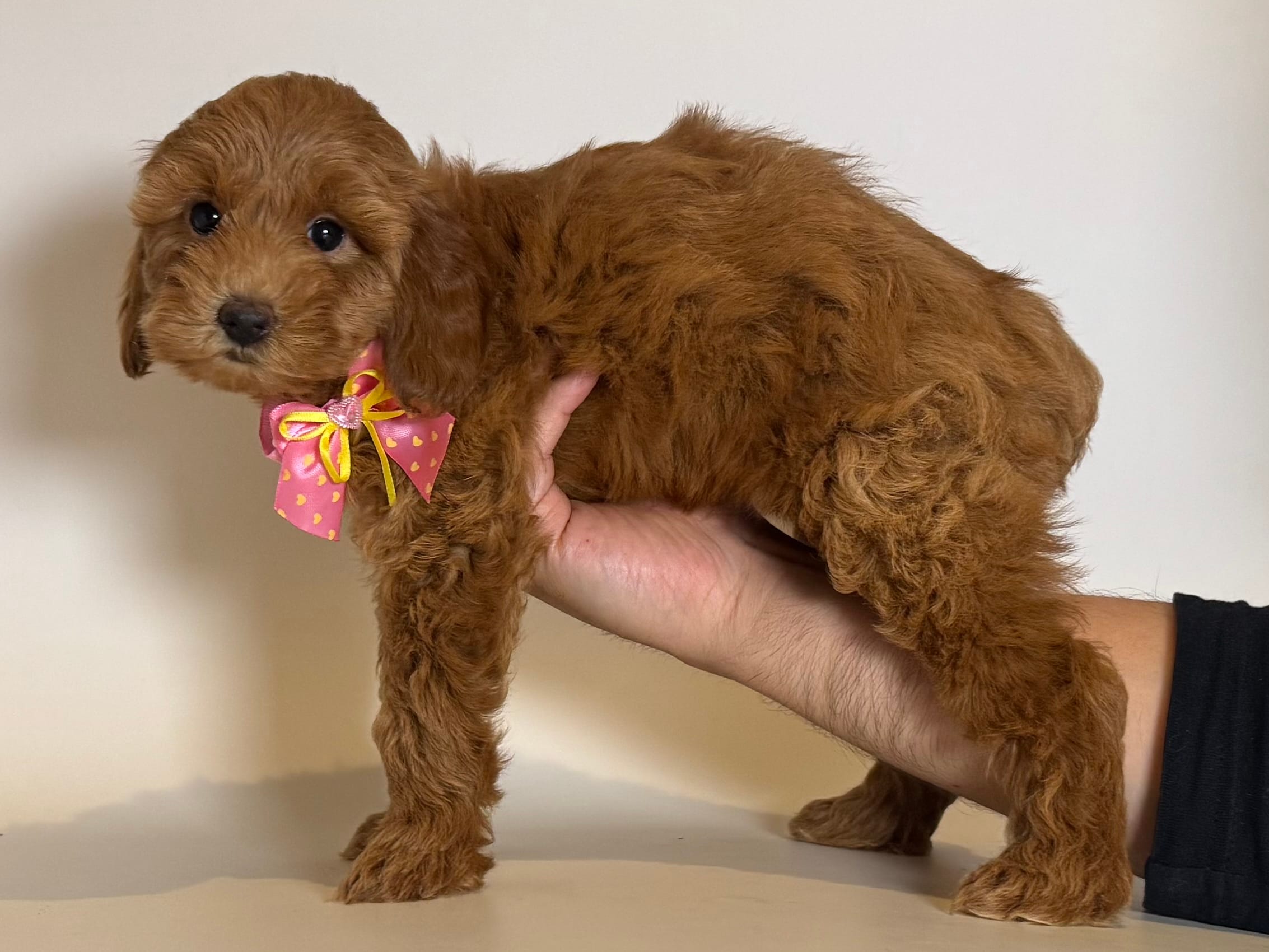 TeddyBear GoldenDoodle 🤎 – Goldendoodle, Miniature Goldendoodle puppy for sale in Garden Grove, CA